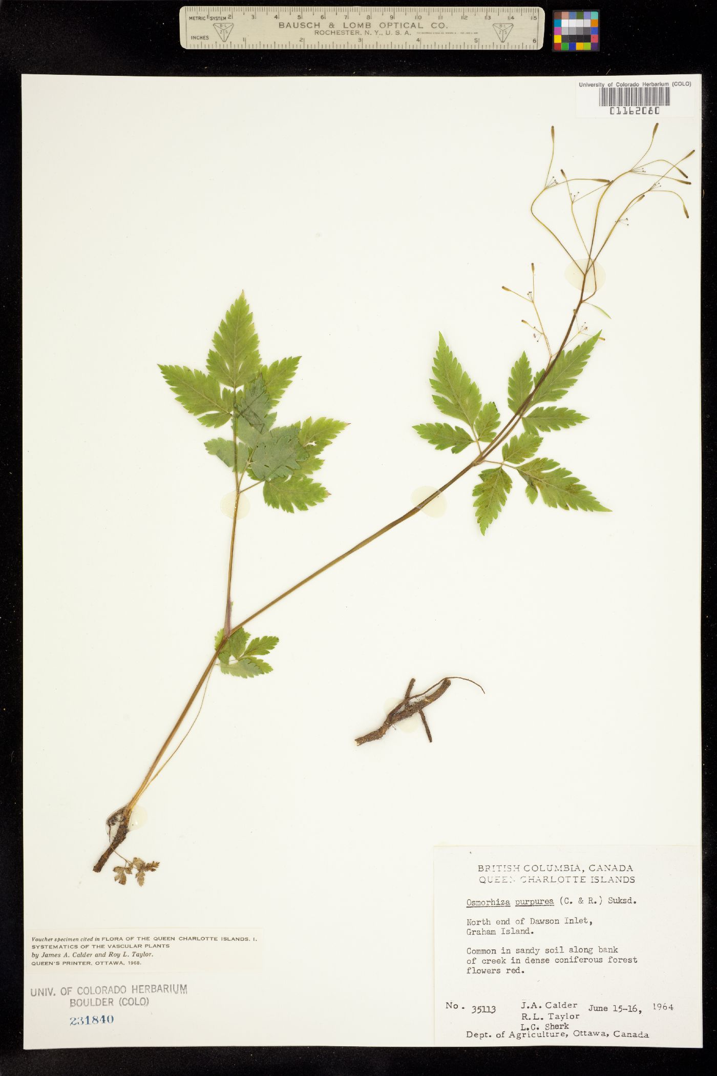 Osmorhiza purpurea image