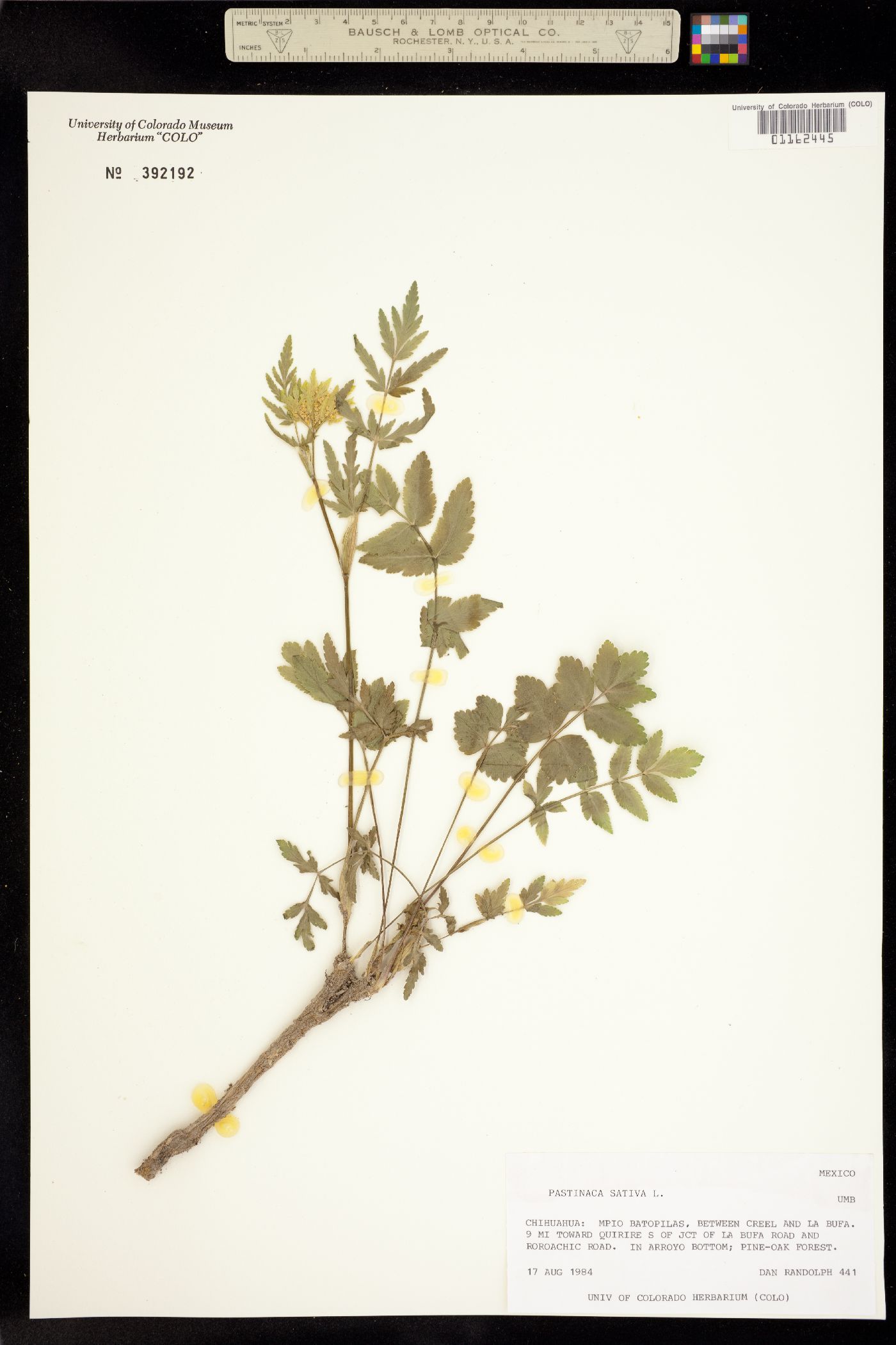 Pastinaca sativa image