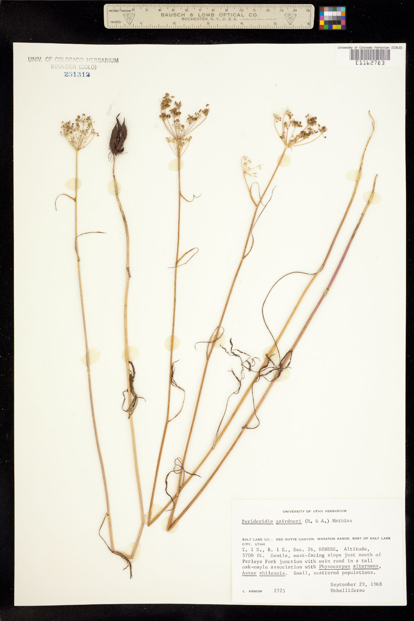 Perideridia gairdneri image