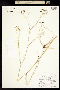 Perideridia erythrorhiza image