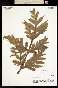 Prionosciadium acuminatum image