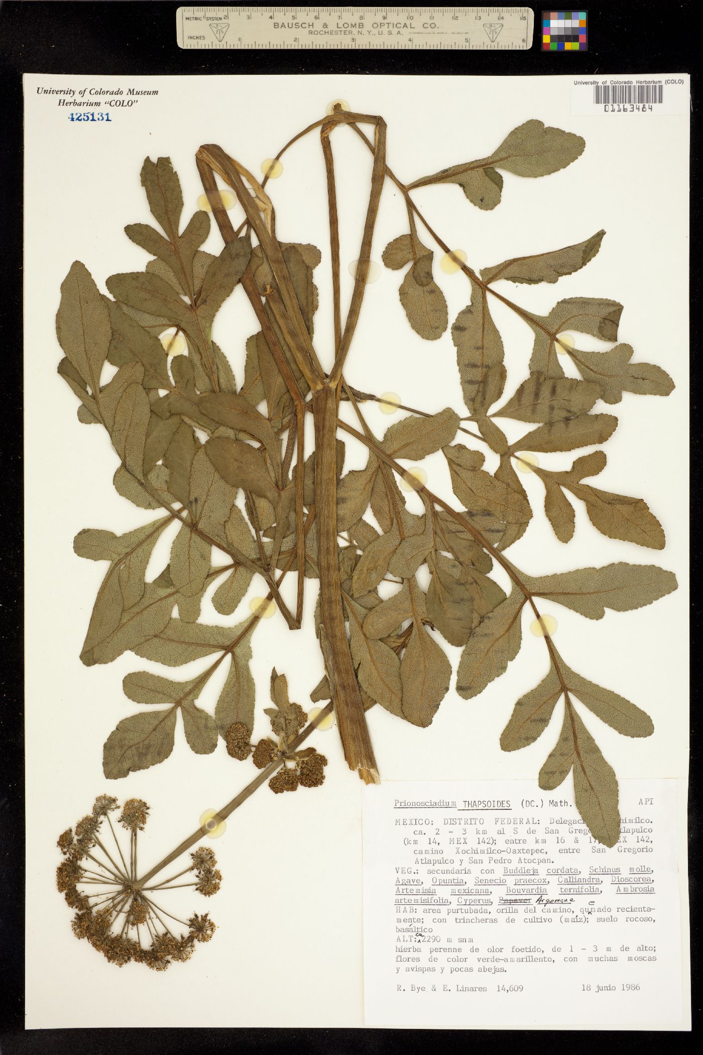 Prionosciadium thapsoides image