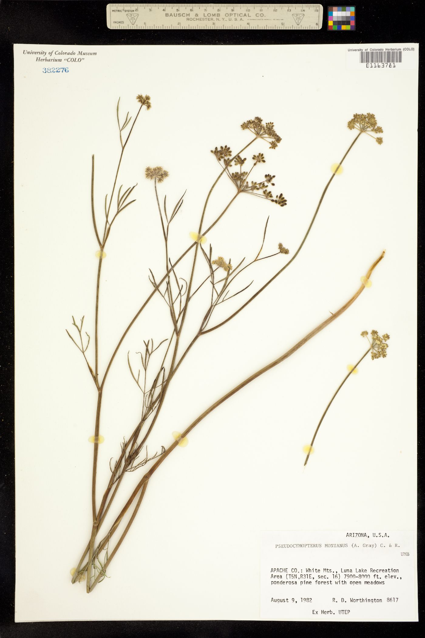 Pseudocymopterus montanus image