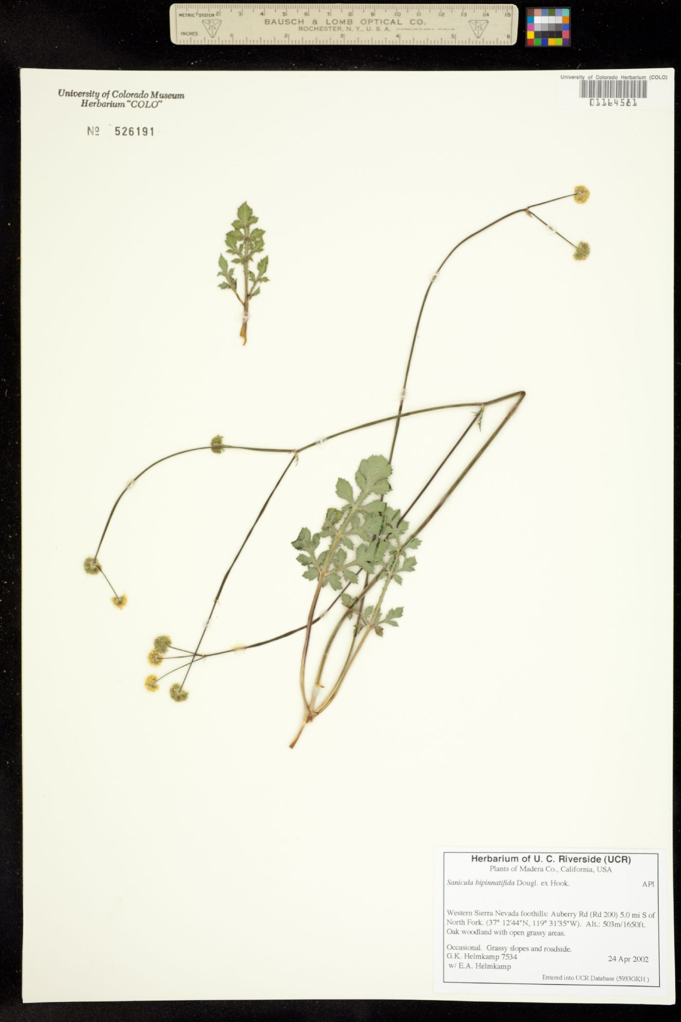 Sanicula bipinnatifida image