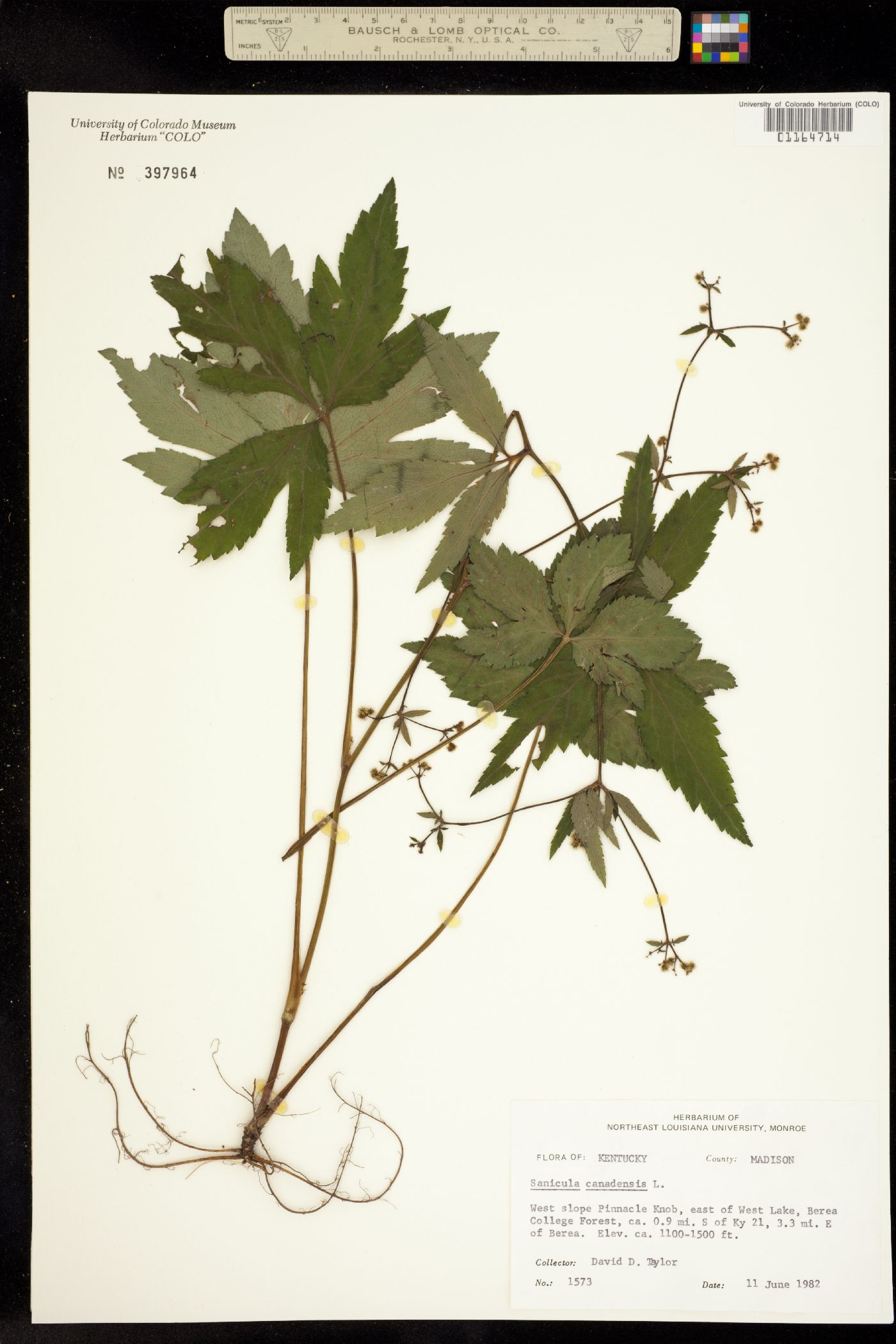 Sanicula canadensis image