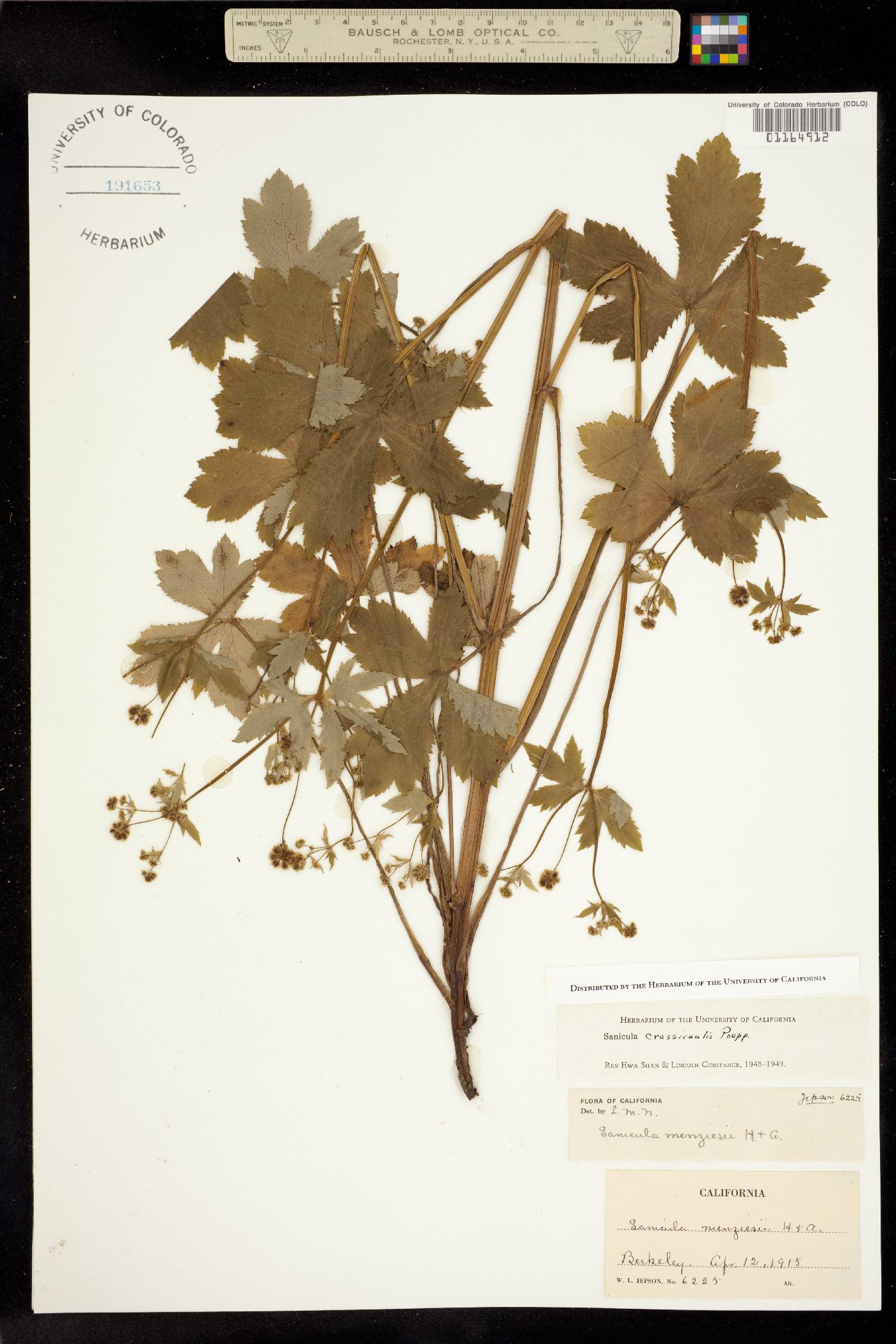 Sanicula crassicaulis image