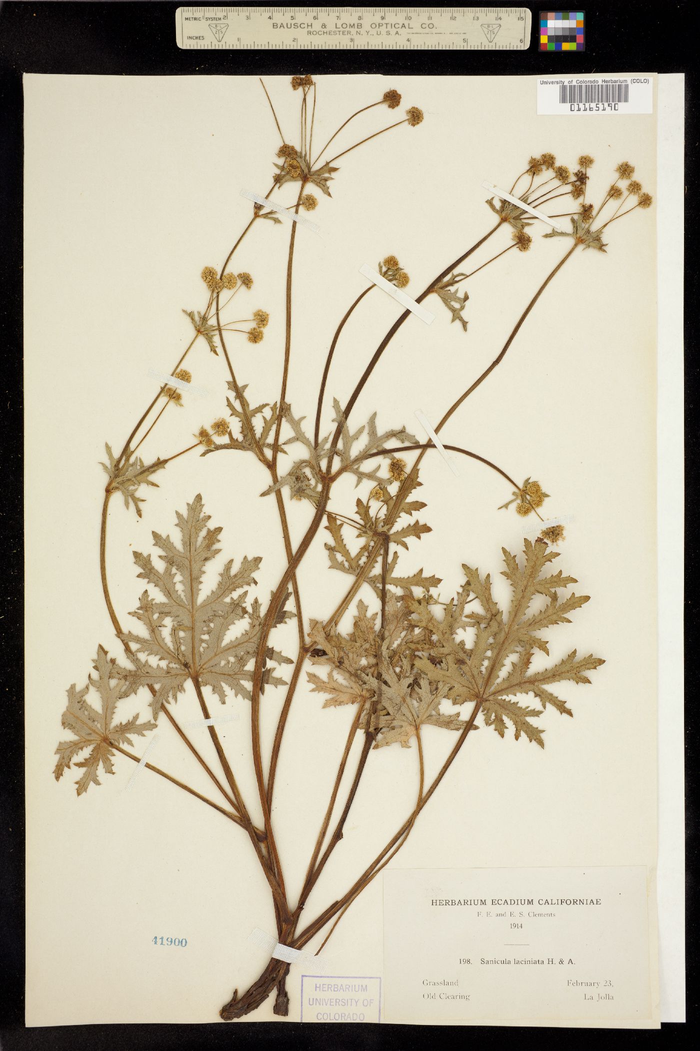 Sanicula laciniata image