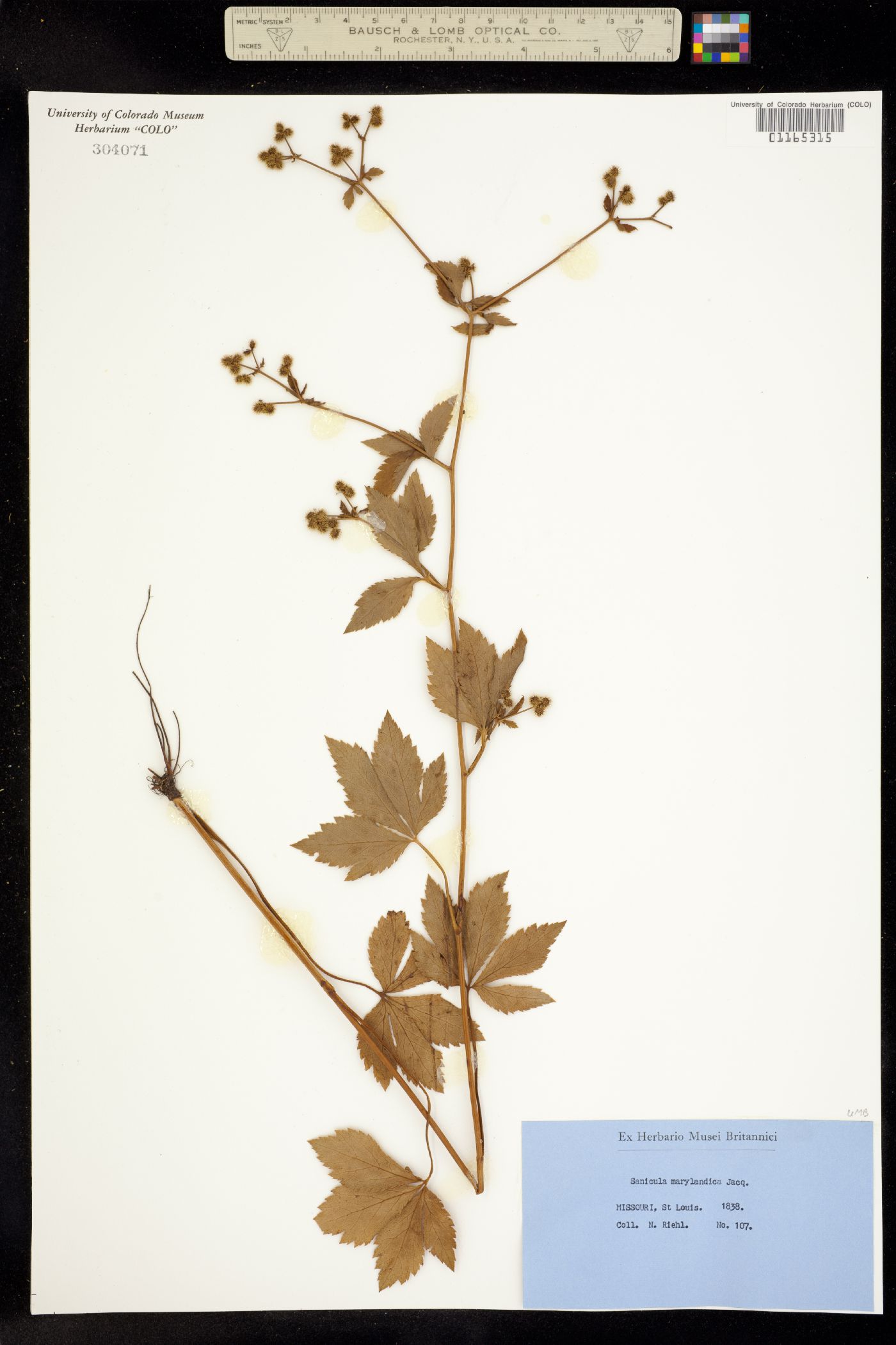 Sanicula marilandica image