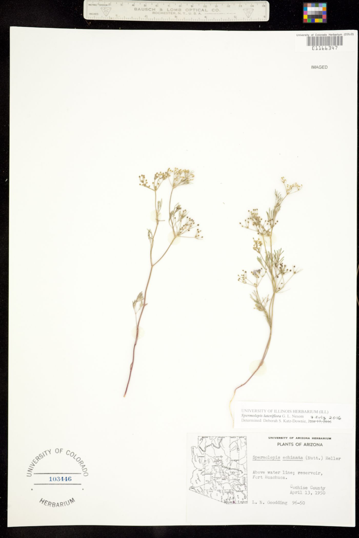 Spermolepis lateriflora image