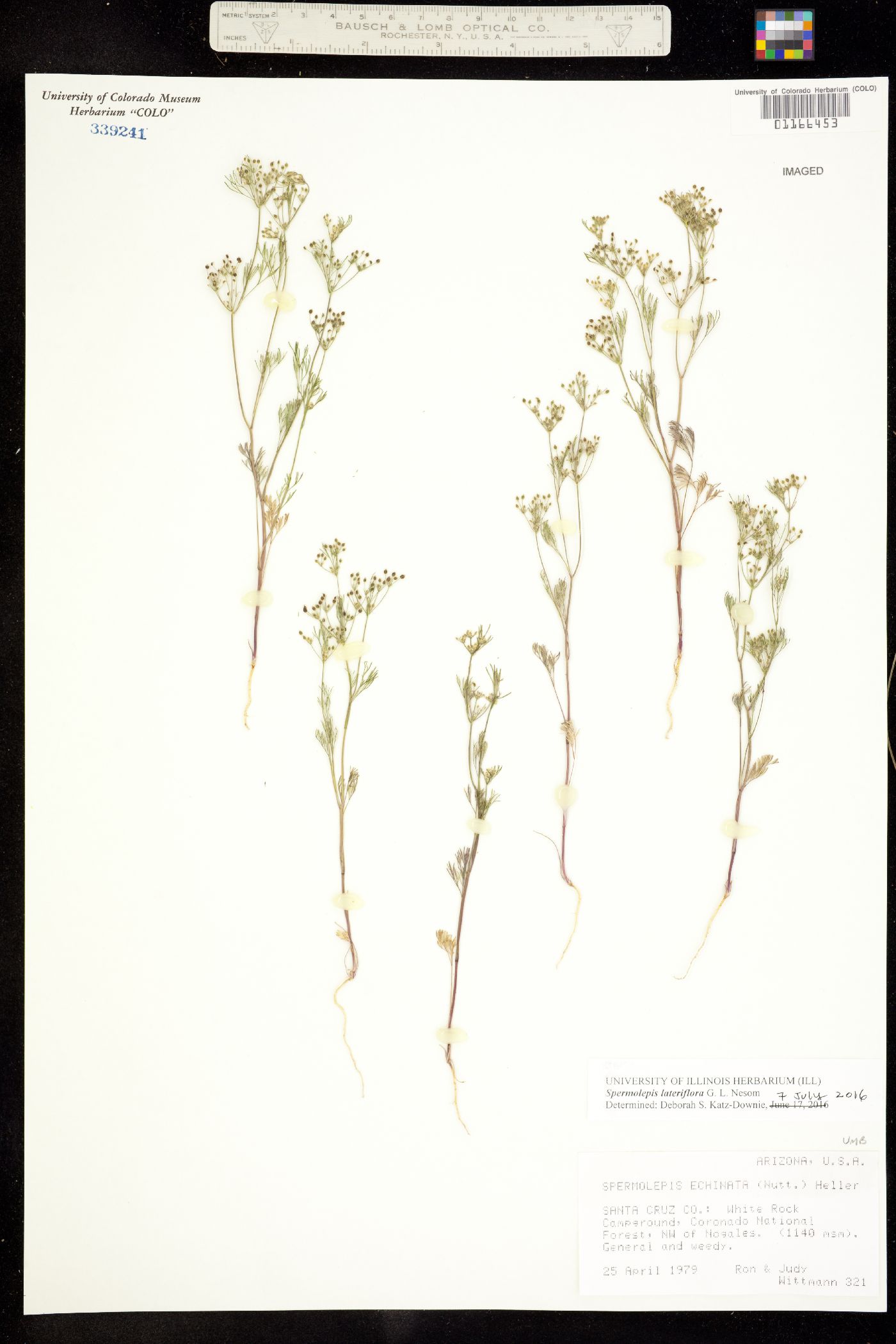 Spermolepis lateriflora image