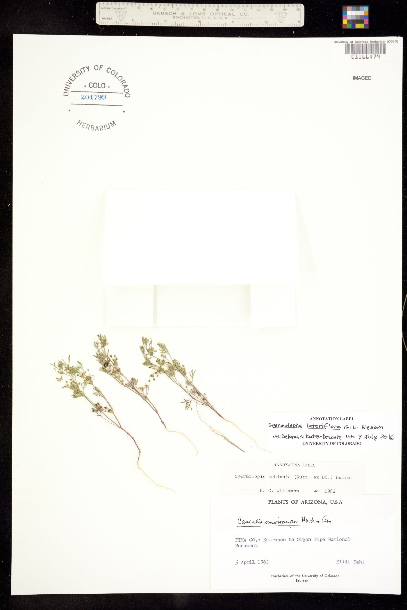 Spermolepis lateriflora image