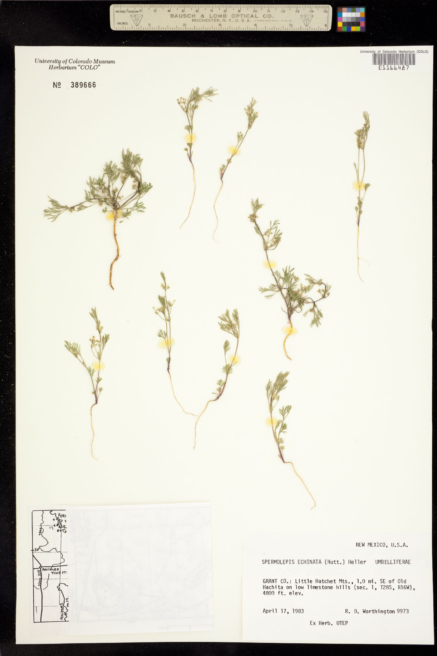 Spermolepis image