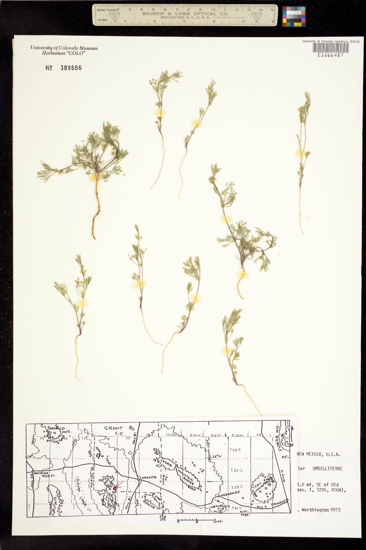 Spermolepis lateriflora image
