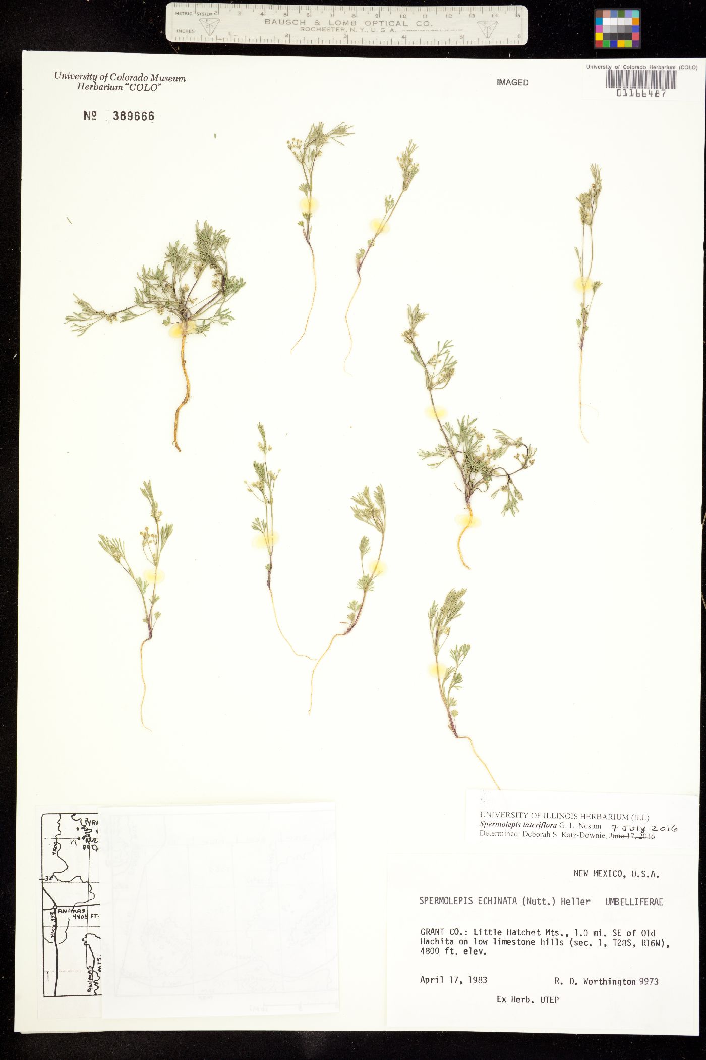 Spermolepis lateriflora image