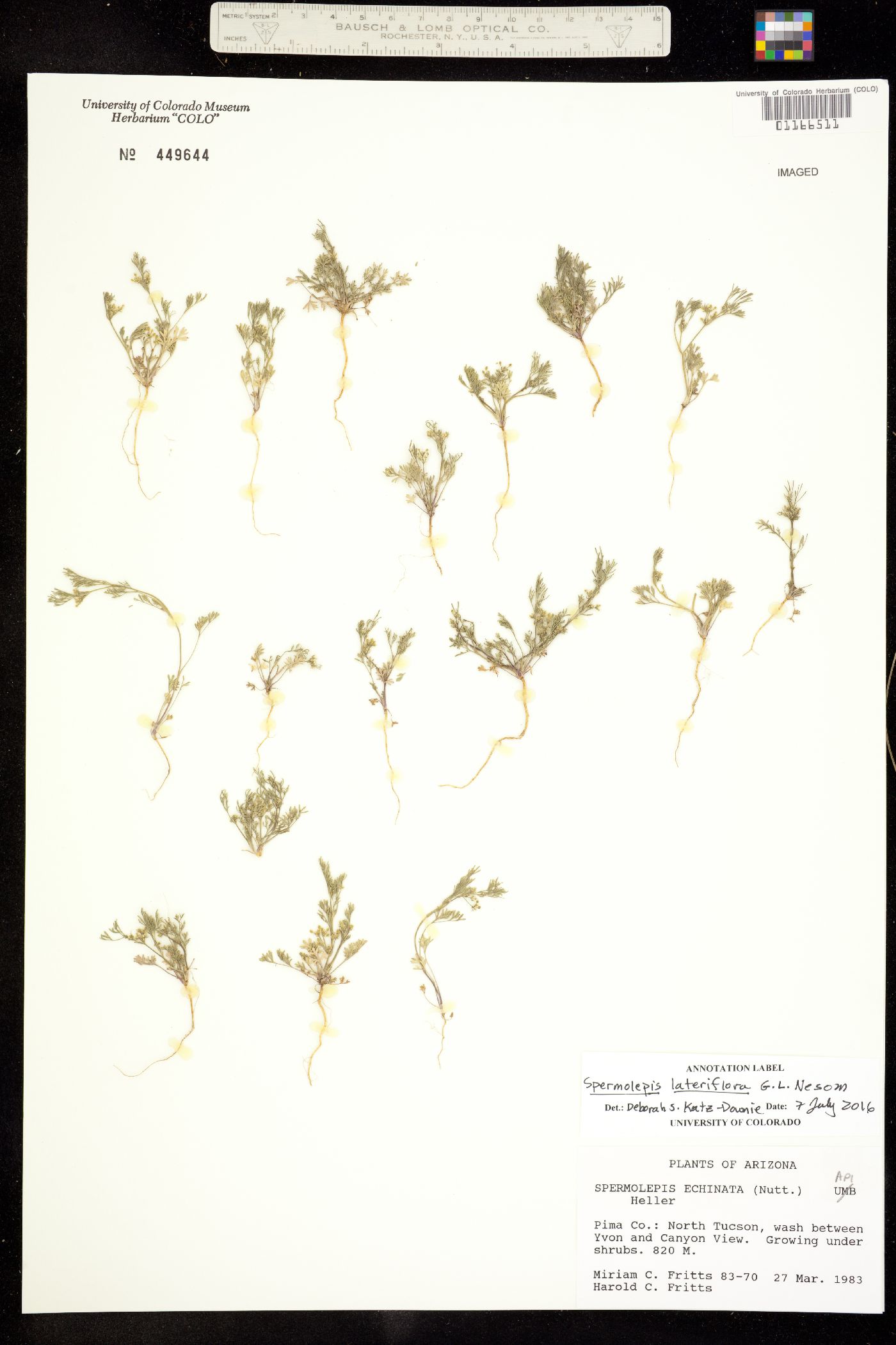 Spermolepis image