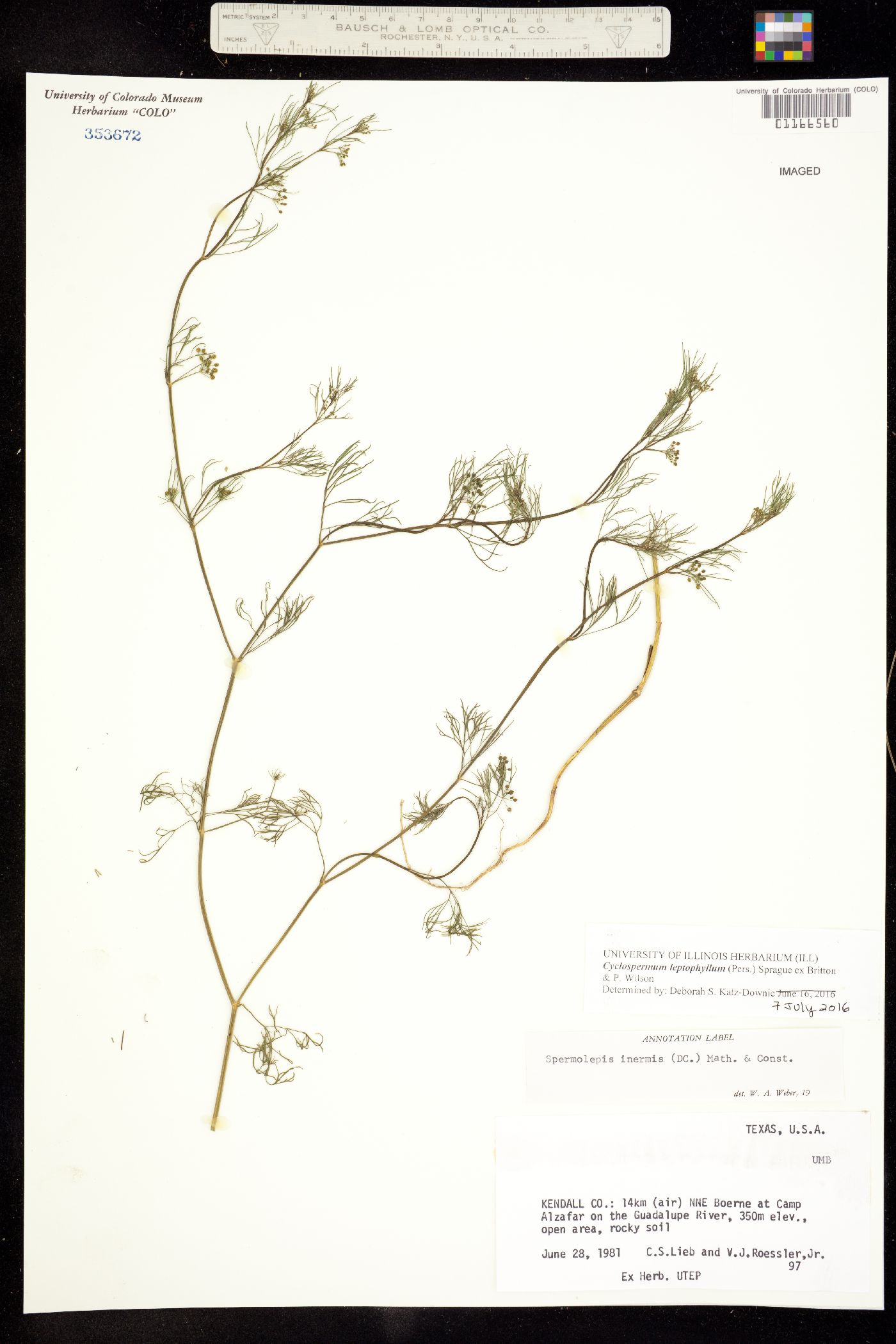 Cyclospermum leptophyllum image