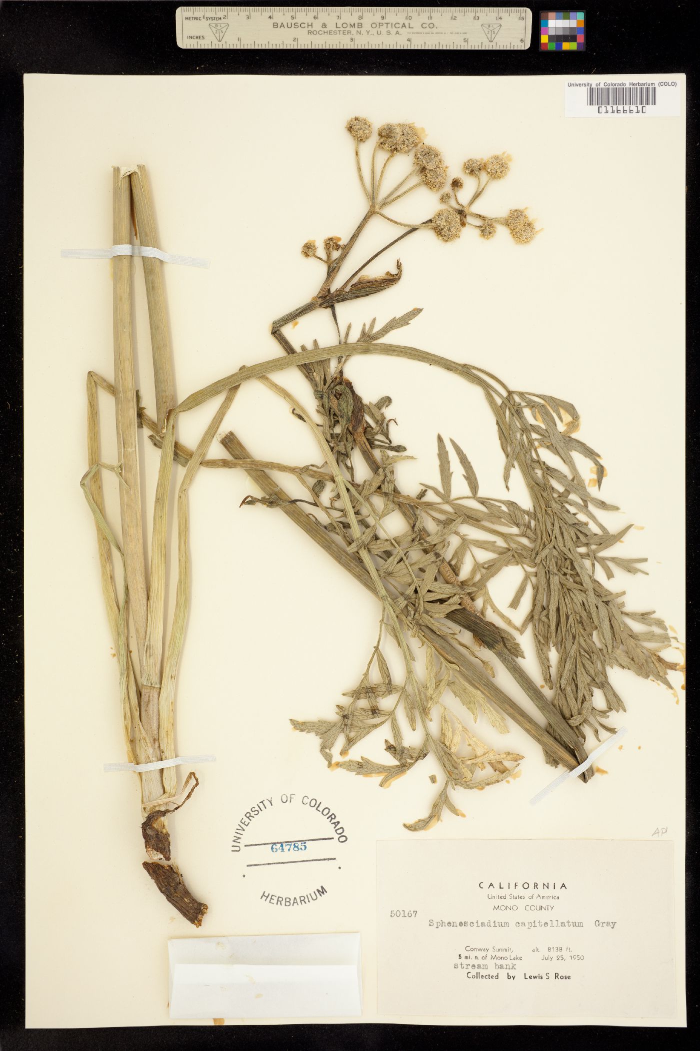 Sphenosciadium capitellatum image