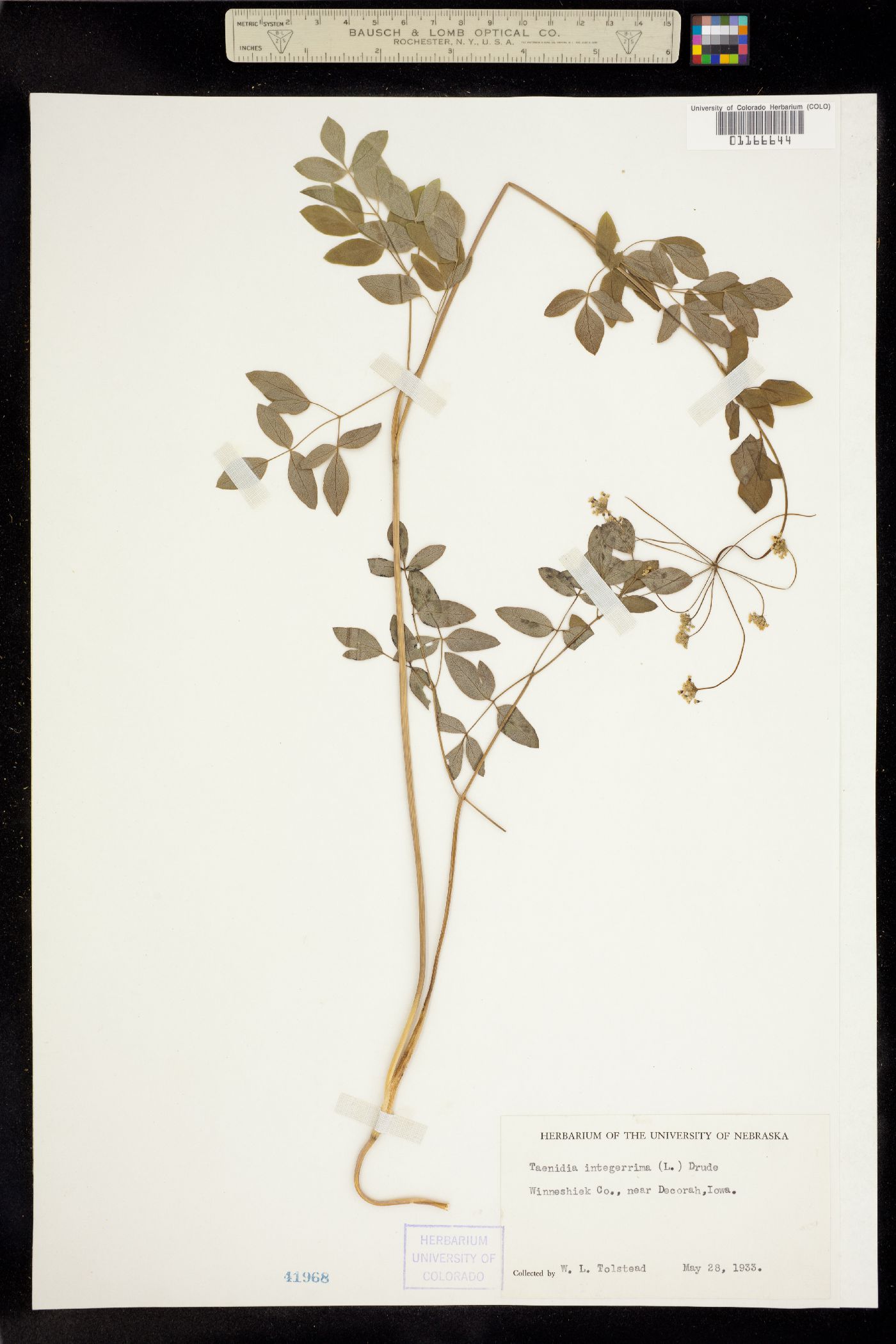 Taenidia integerrima image