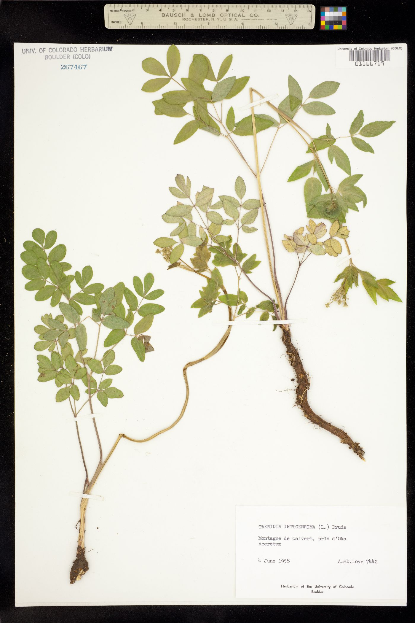 Taenidia integerrima image