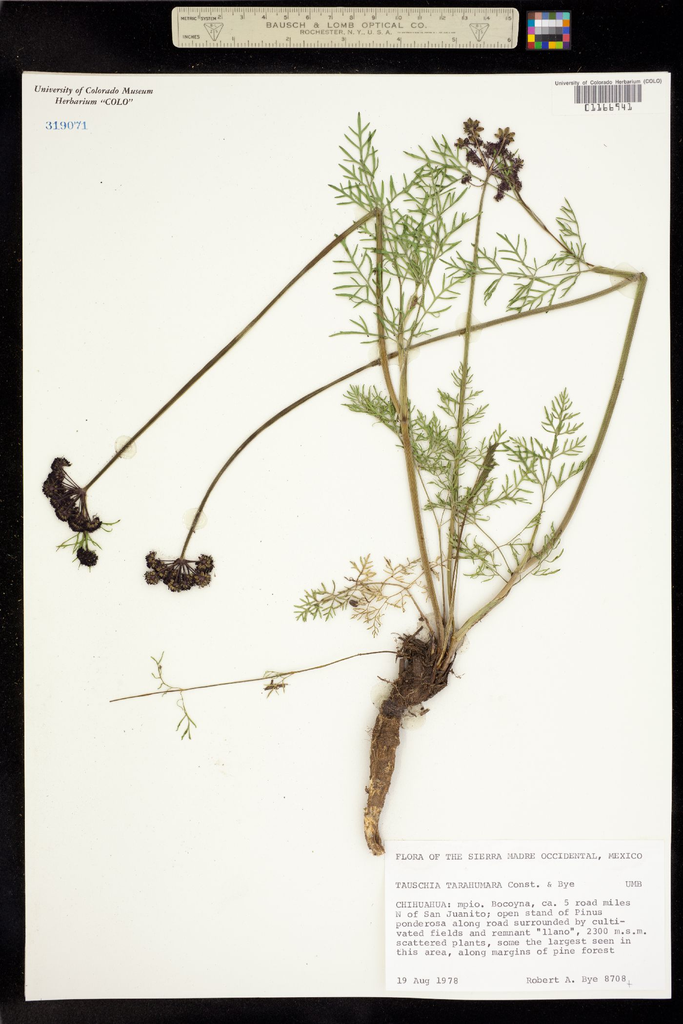 Tauschia tarahumara image