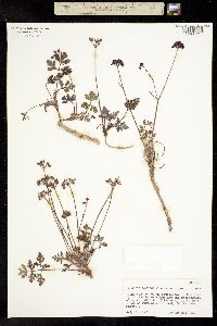 Tauschia bicolor image
