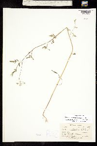 Image of Torilis arvensis