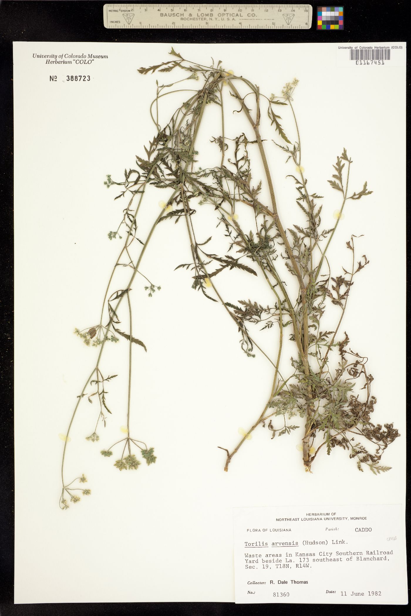 Torilis arvensis image