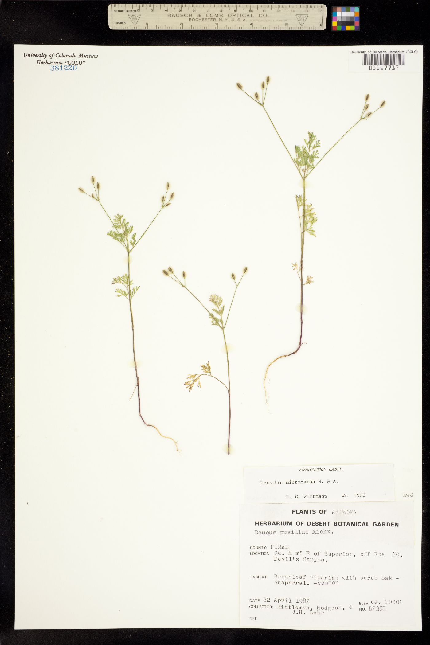 Yabea microcarpa image