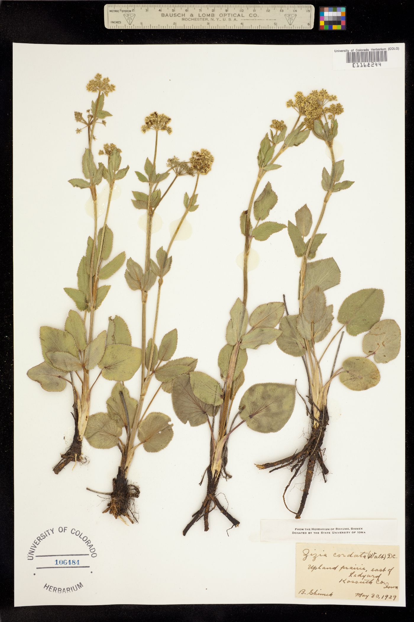 Zizia aptera image
