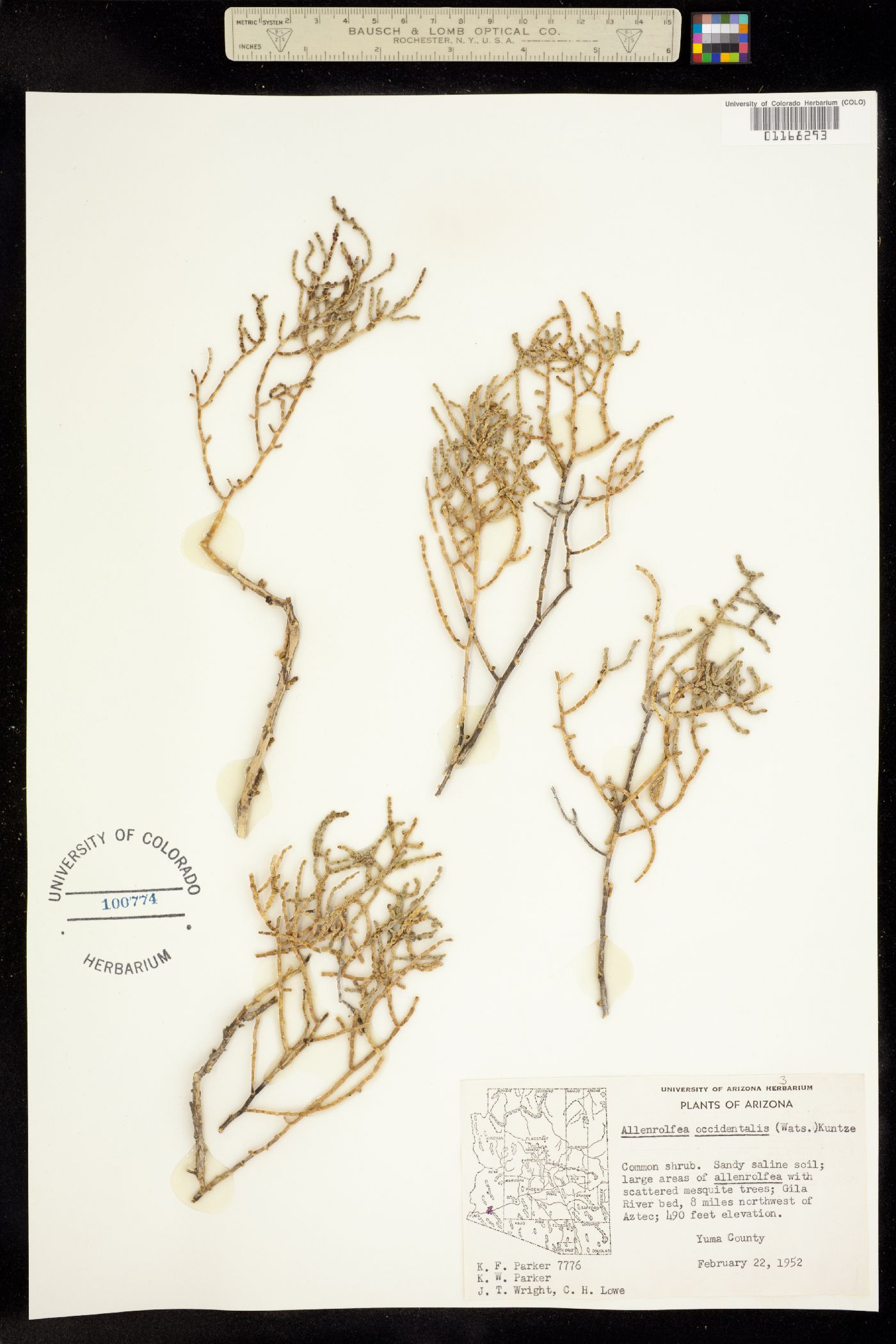 Allenrolfea occidentalis image