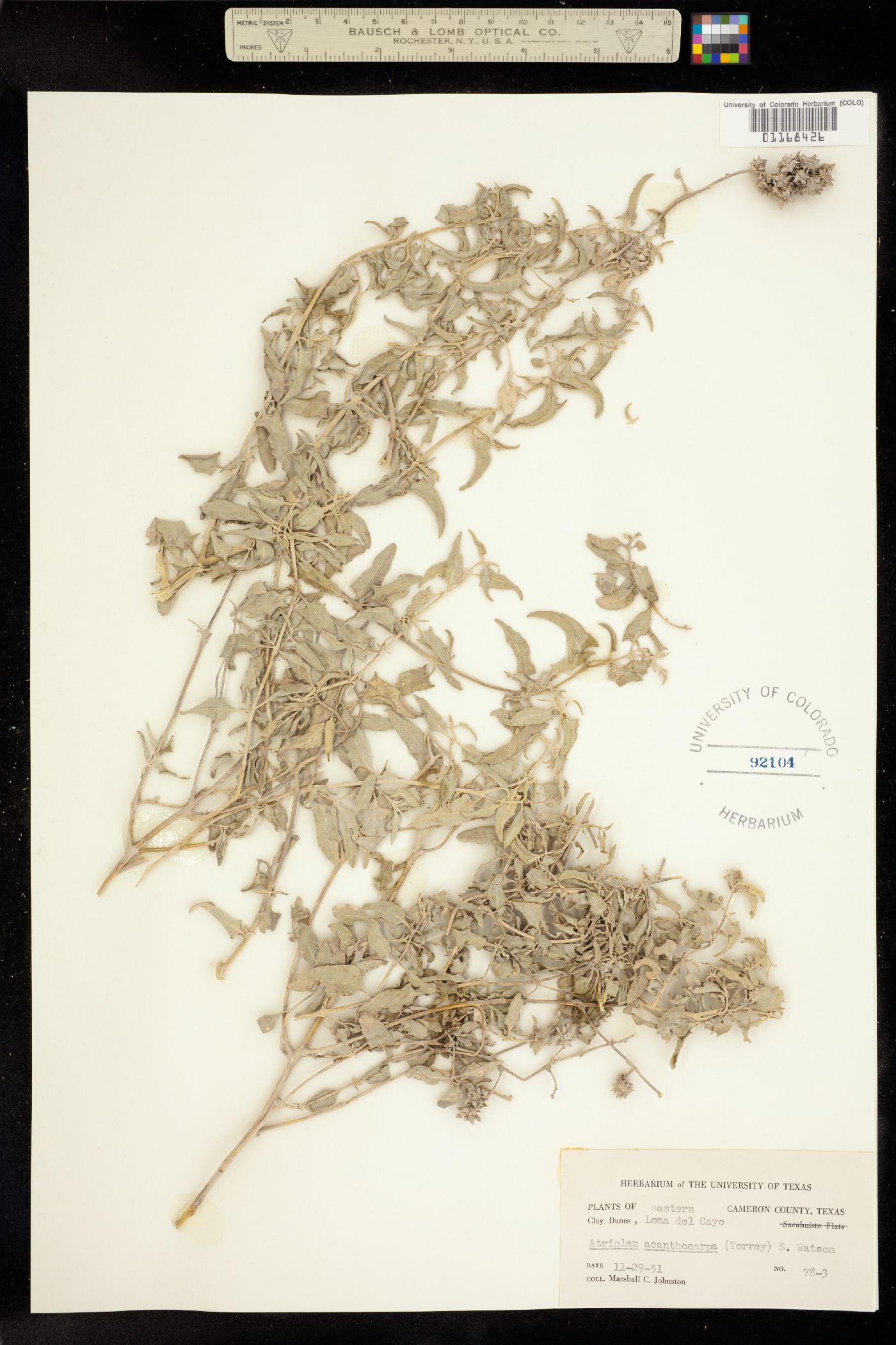 Atriplex acanthocarpa image
