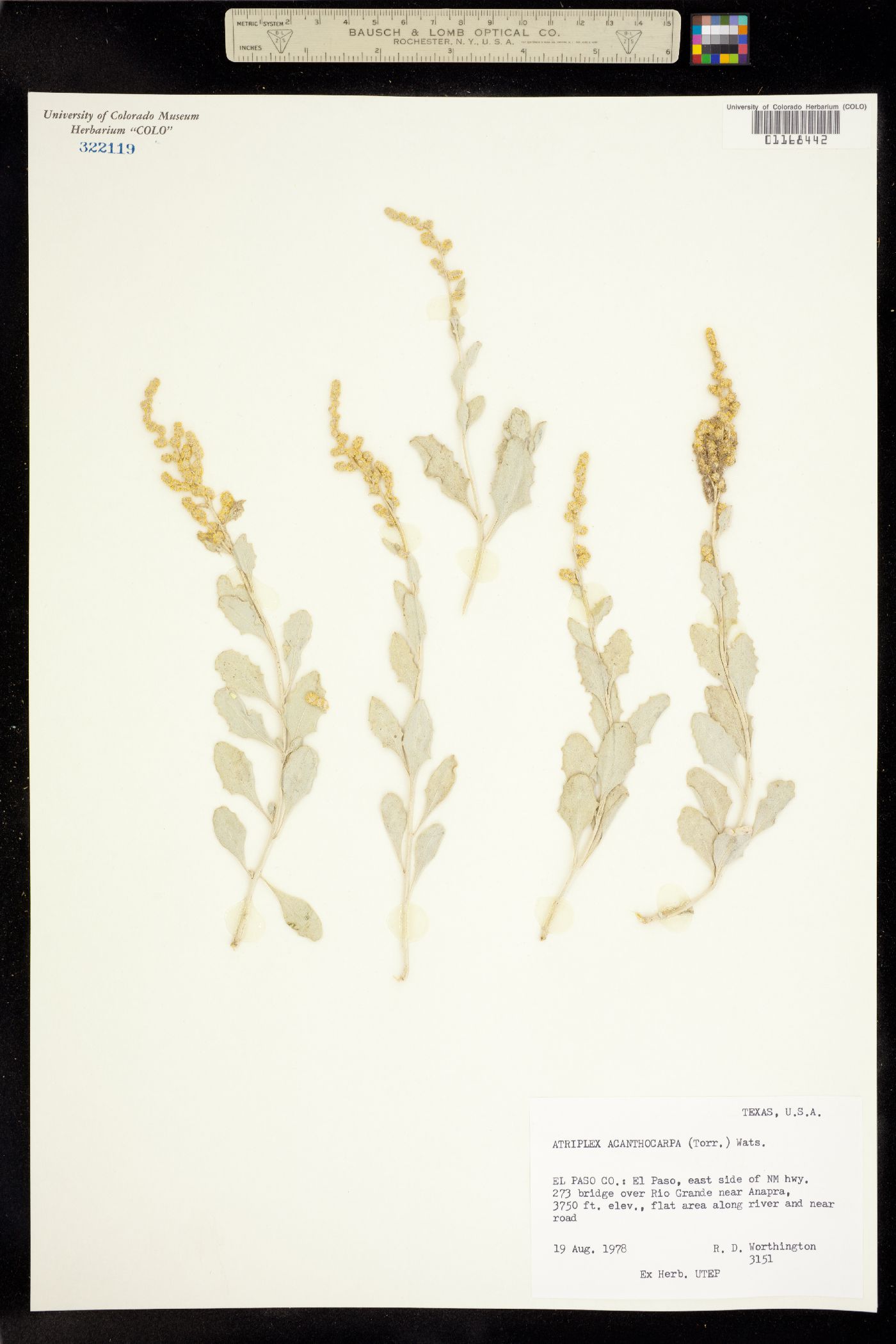 Atriplex acanthocarpa image