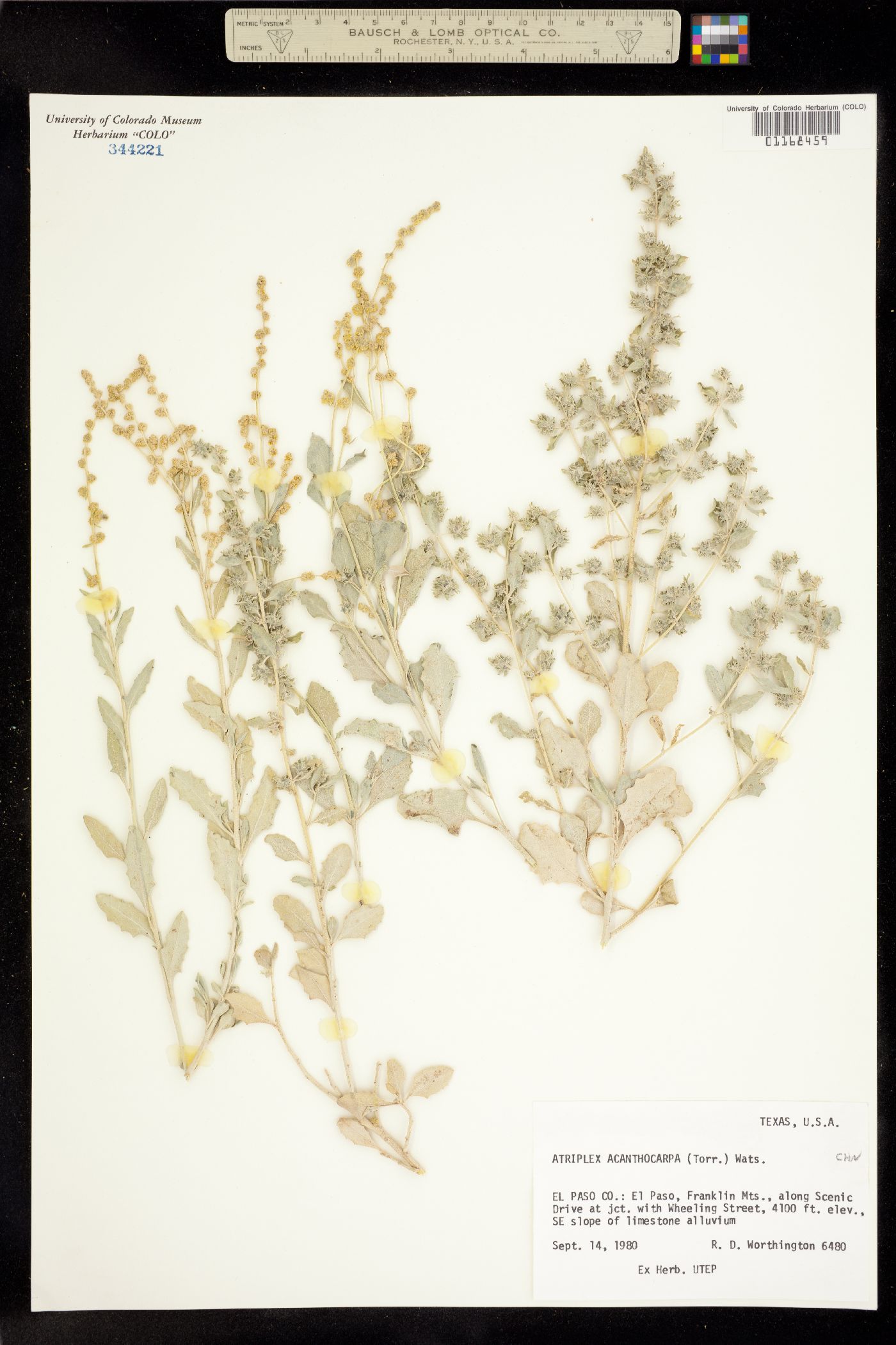 Atriplex acanthocarpa image