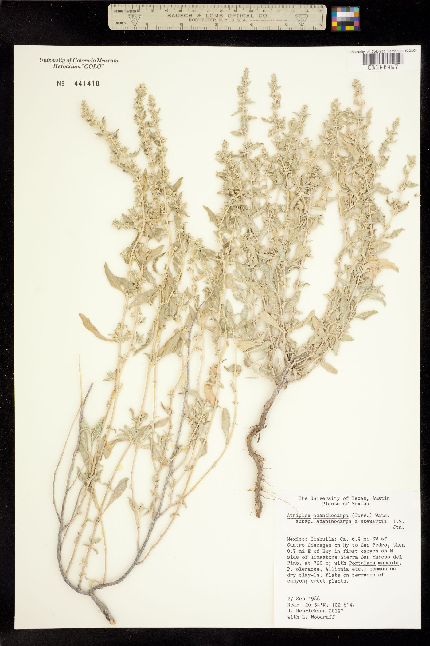 Atriplex acanthocarpa image