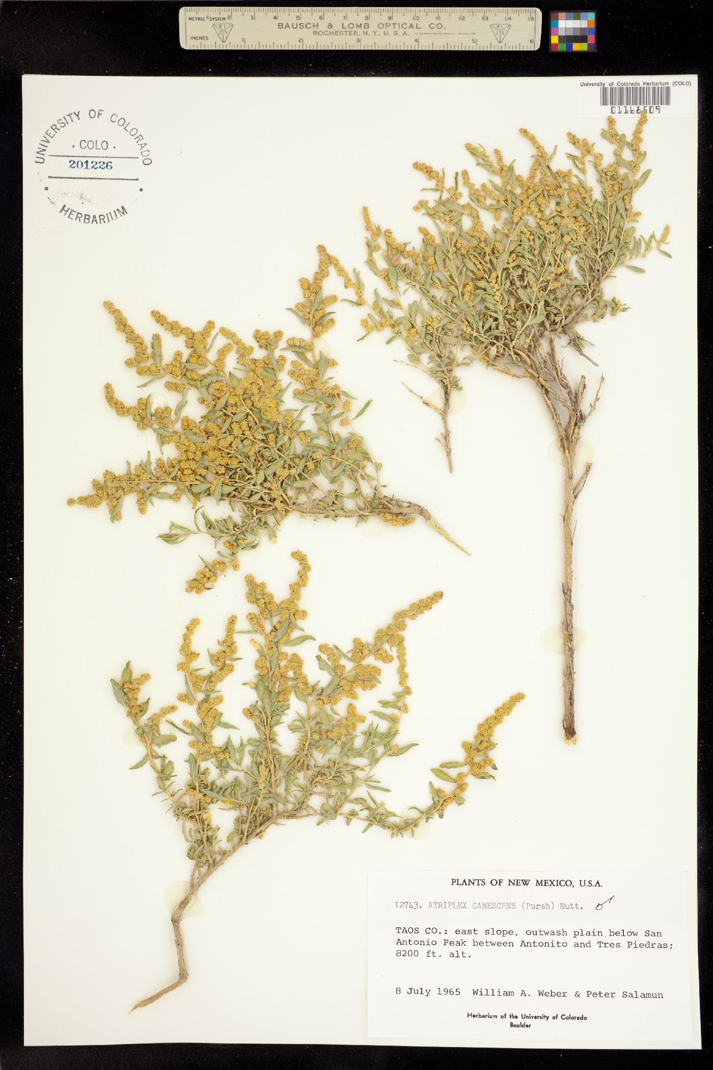 Atriplex aptera image