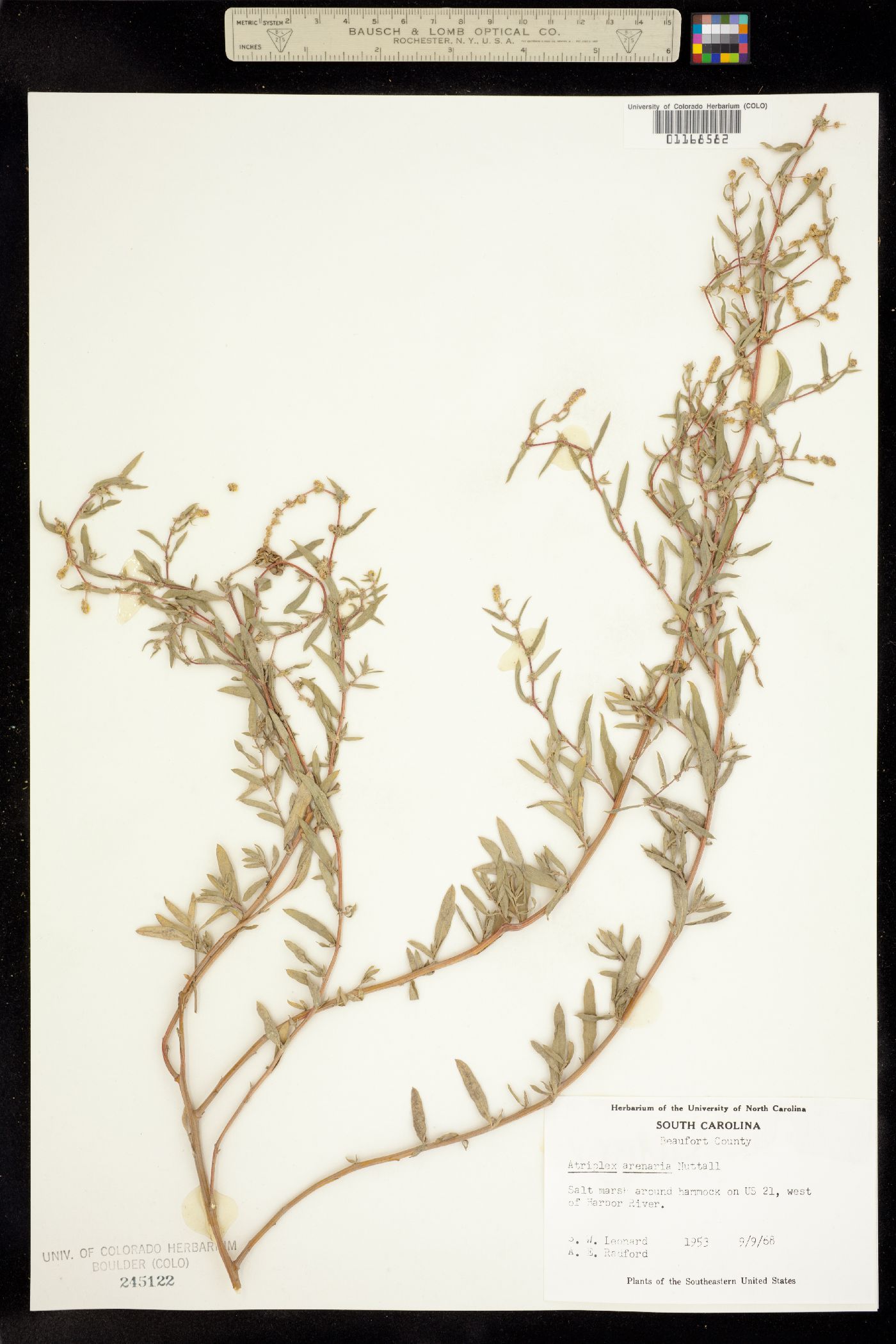 Atriplex mucronata image