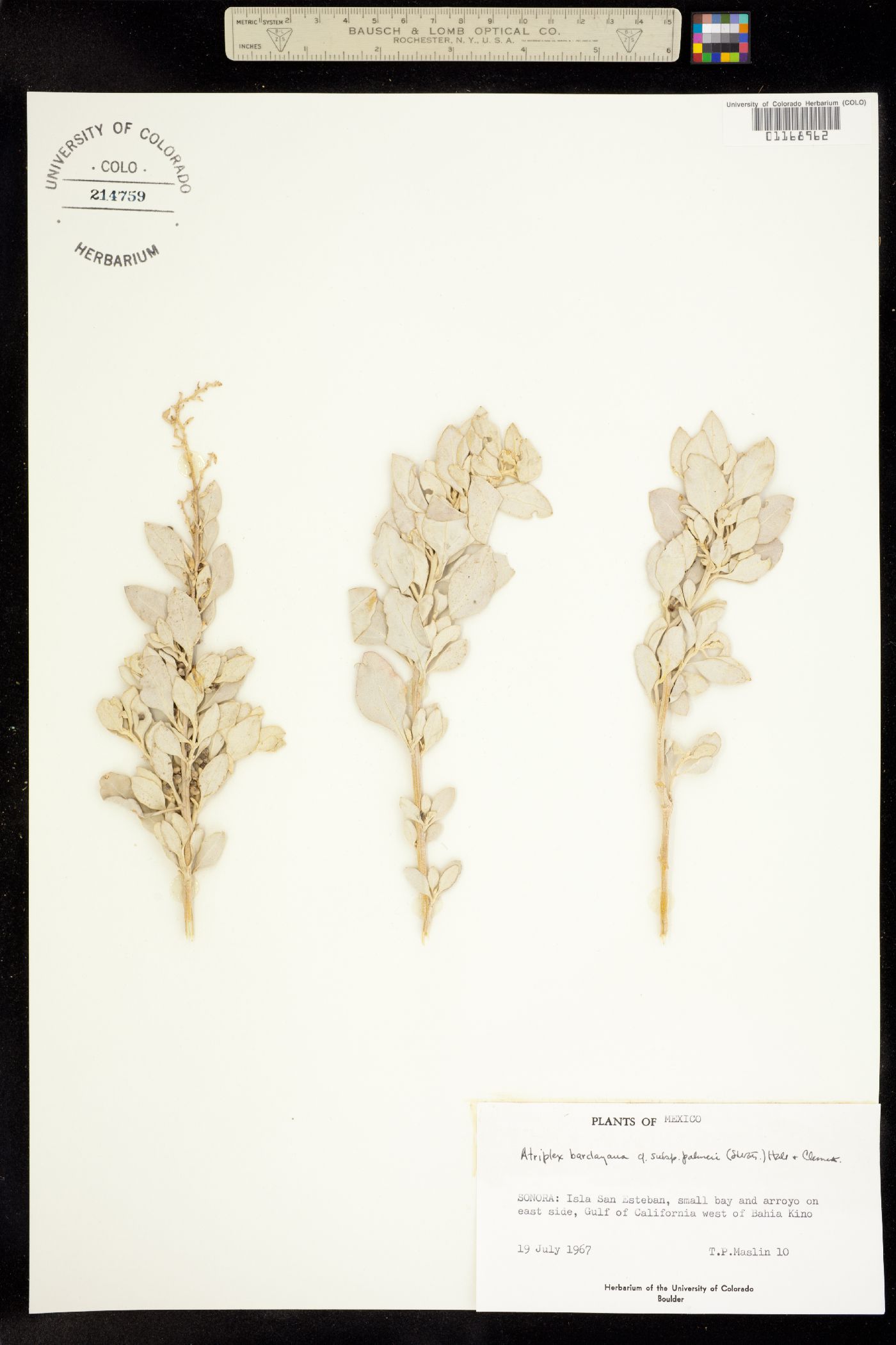 Atriplex barclayana image