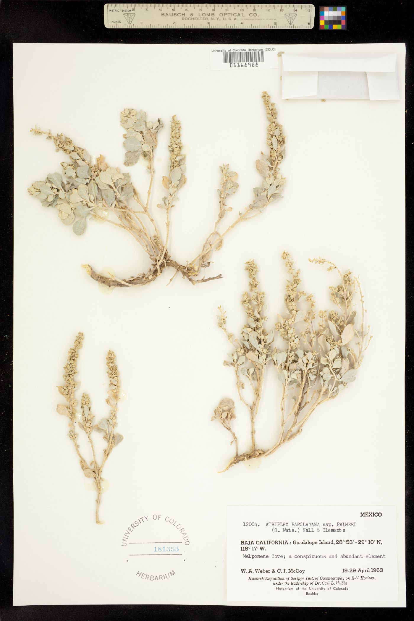 Atriplex barclayana image