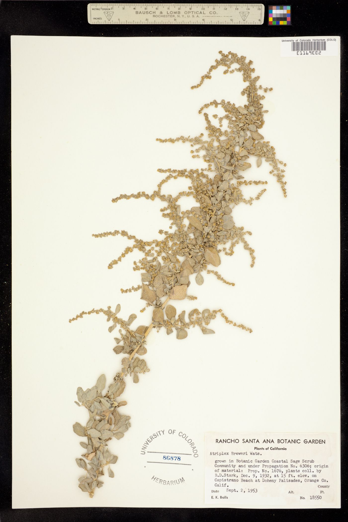 Atriplex lentiformis subsp. breweri image