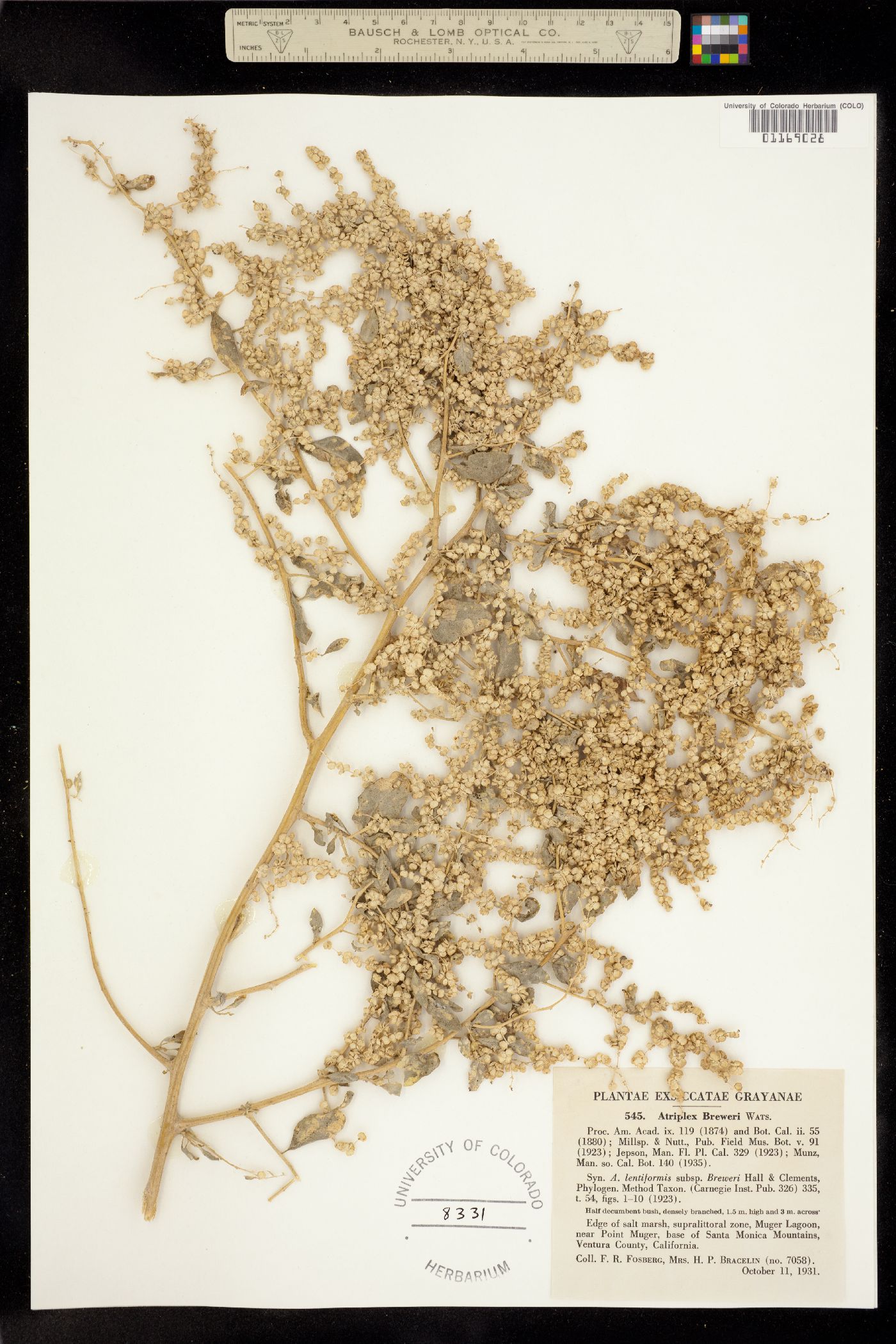 Atriplex lentiformis subsp. breweri image