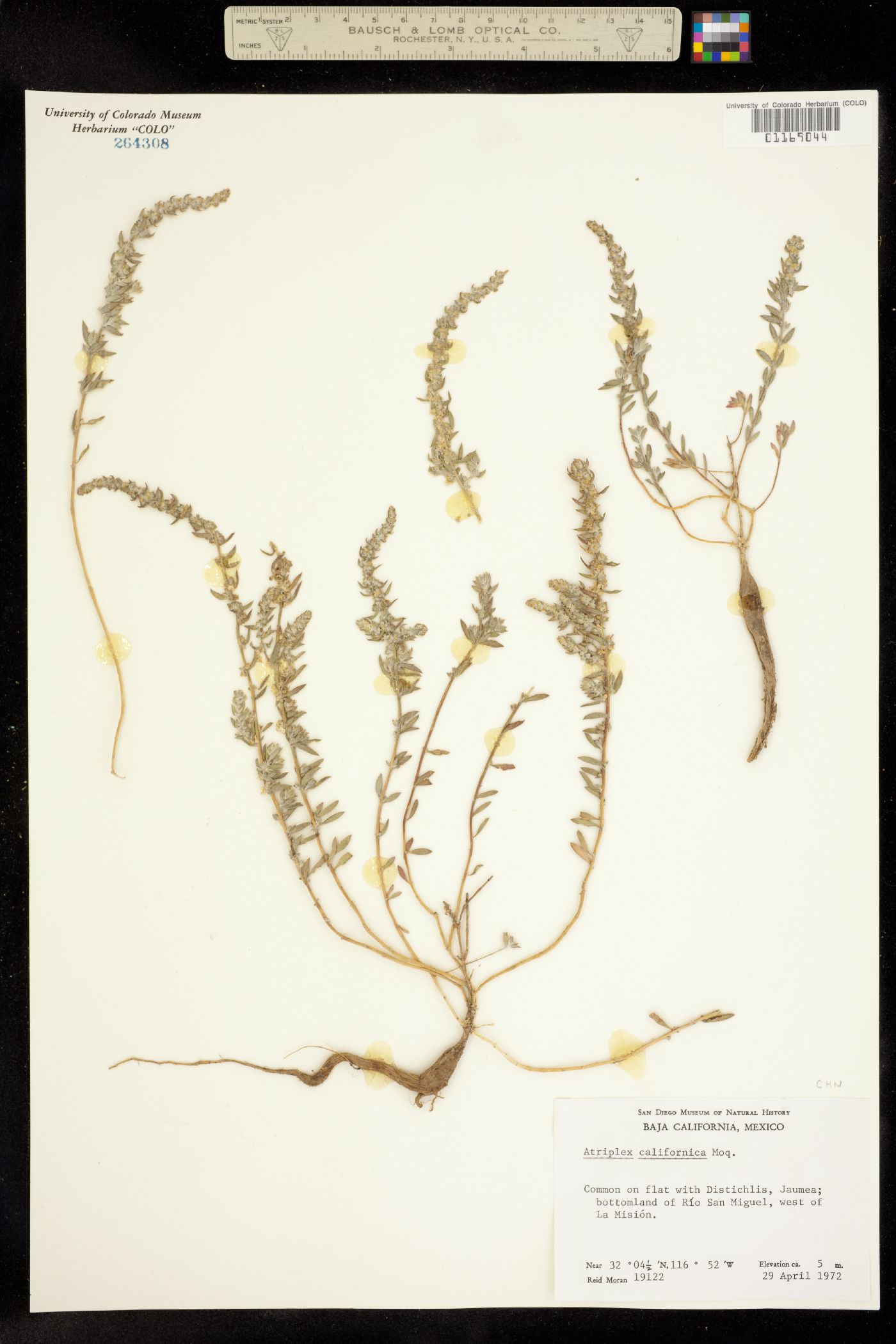 Extriplex californica image
