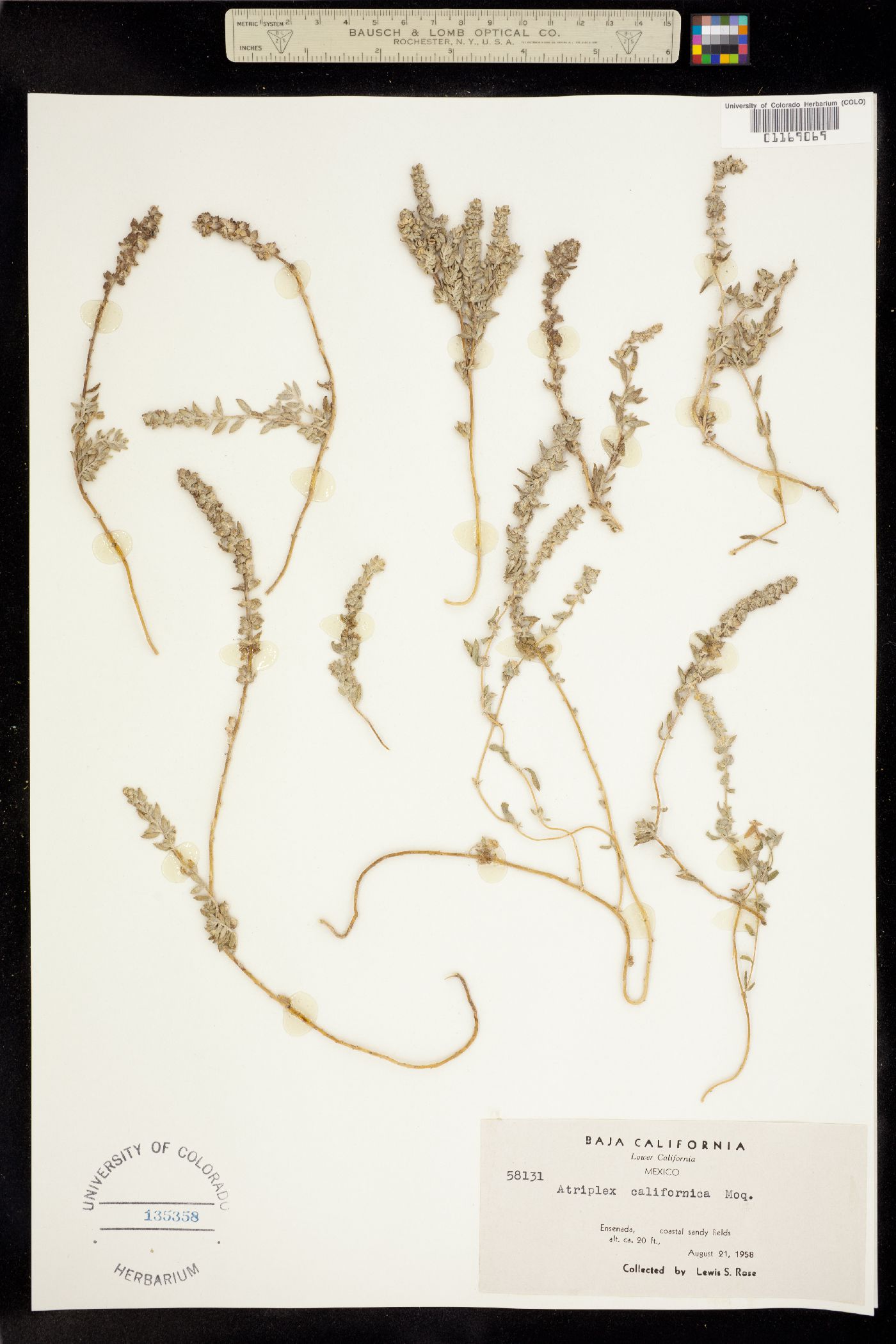 Extriplex californica image