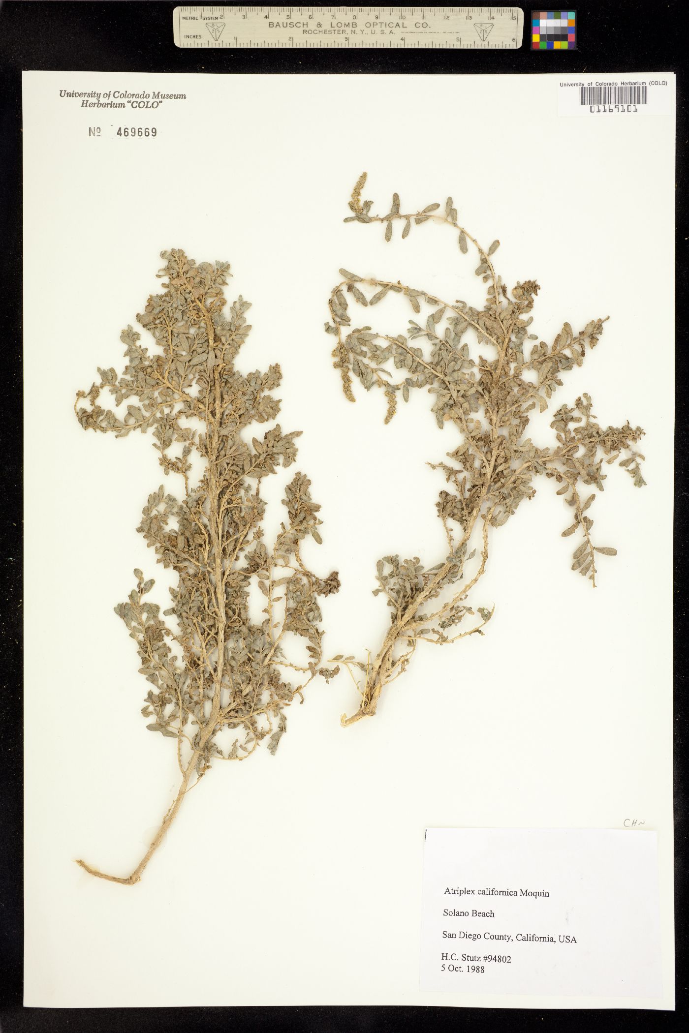 Extriplex image