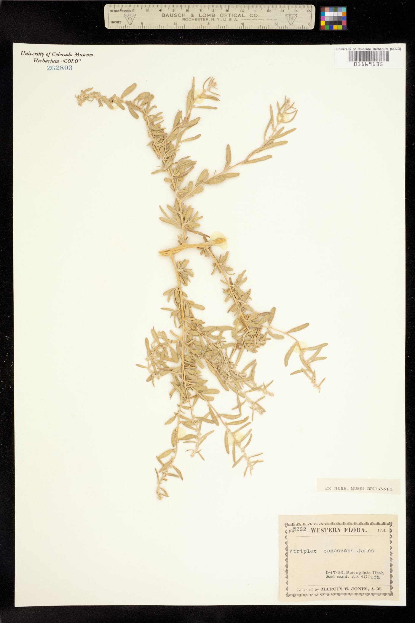 Atriplex canescens image