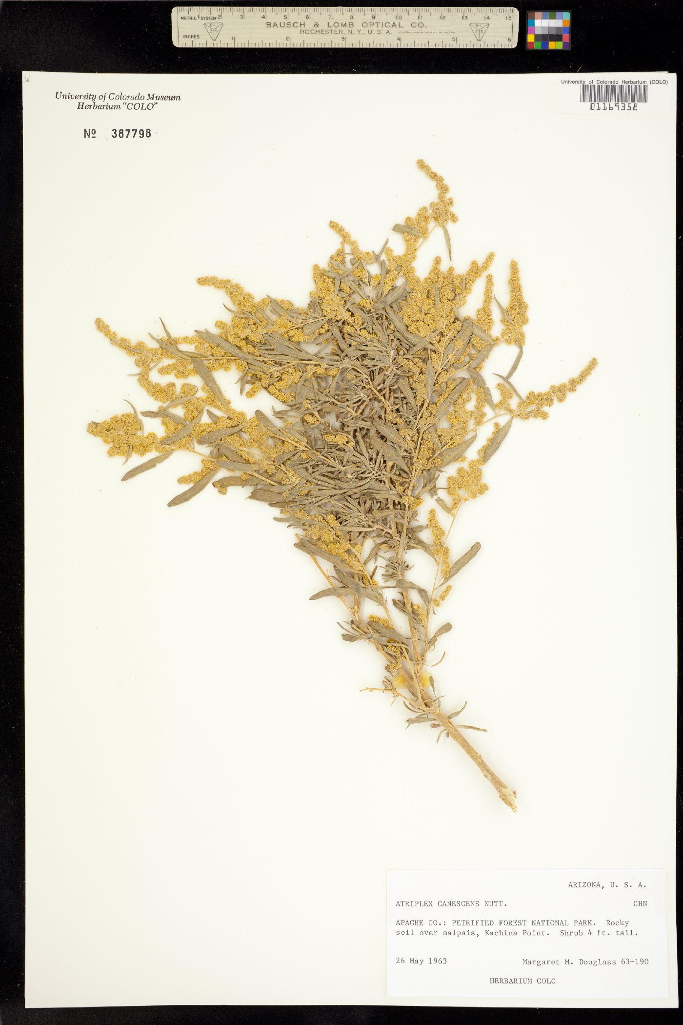 Atriplex canescens image