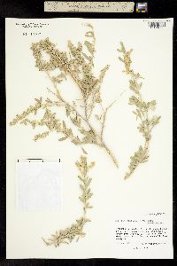 Atriplex canescens image