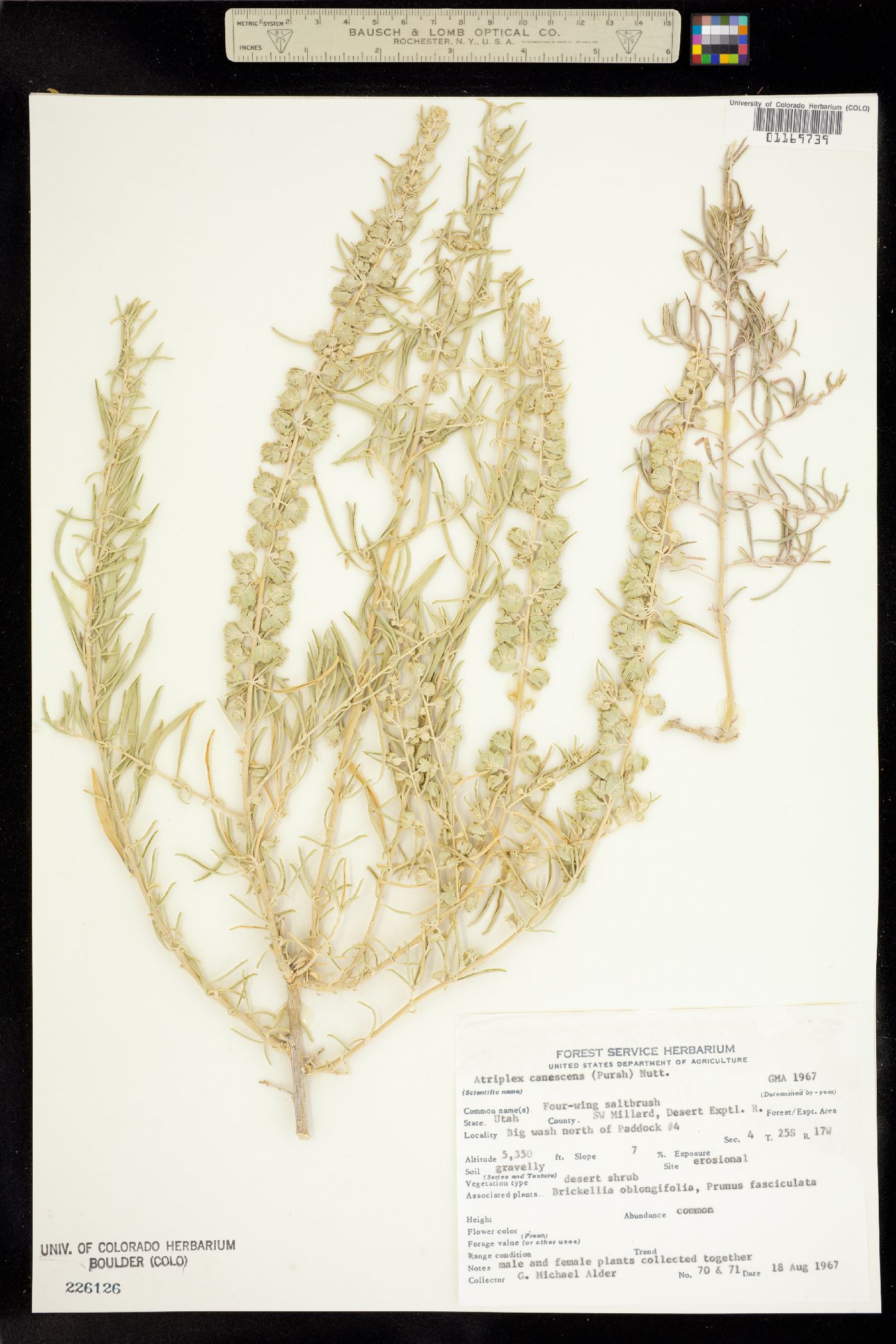 Atriplex canescens image