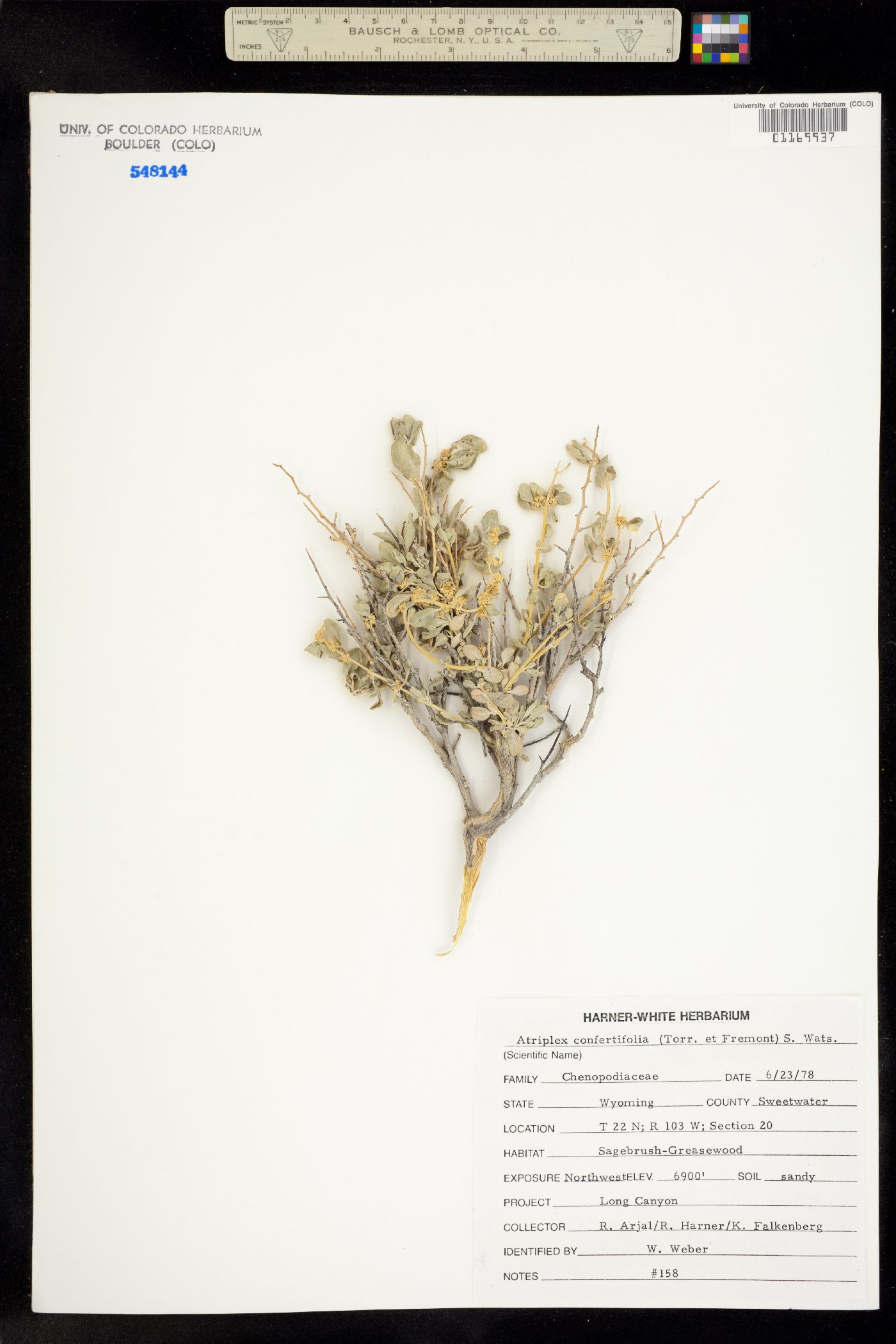 Atriplex confertifolia image