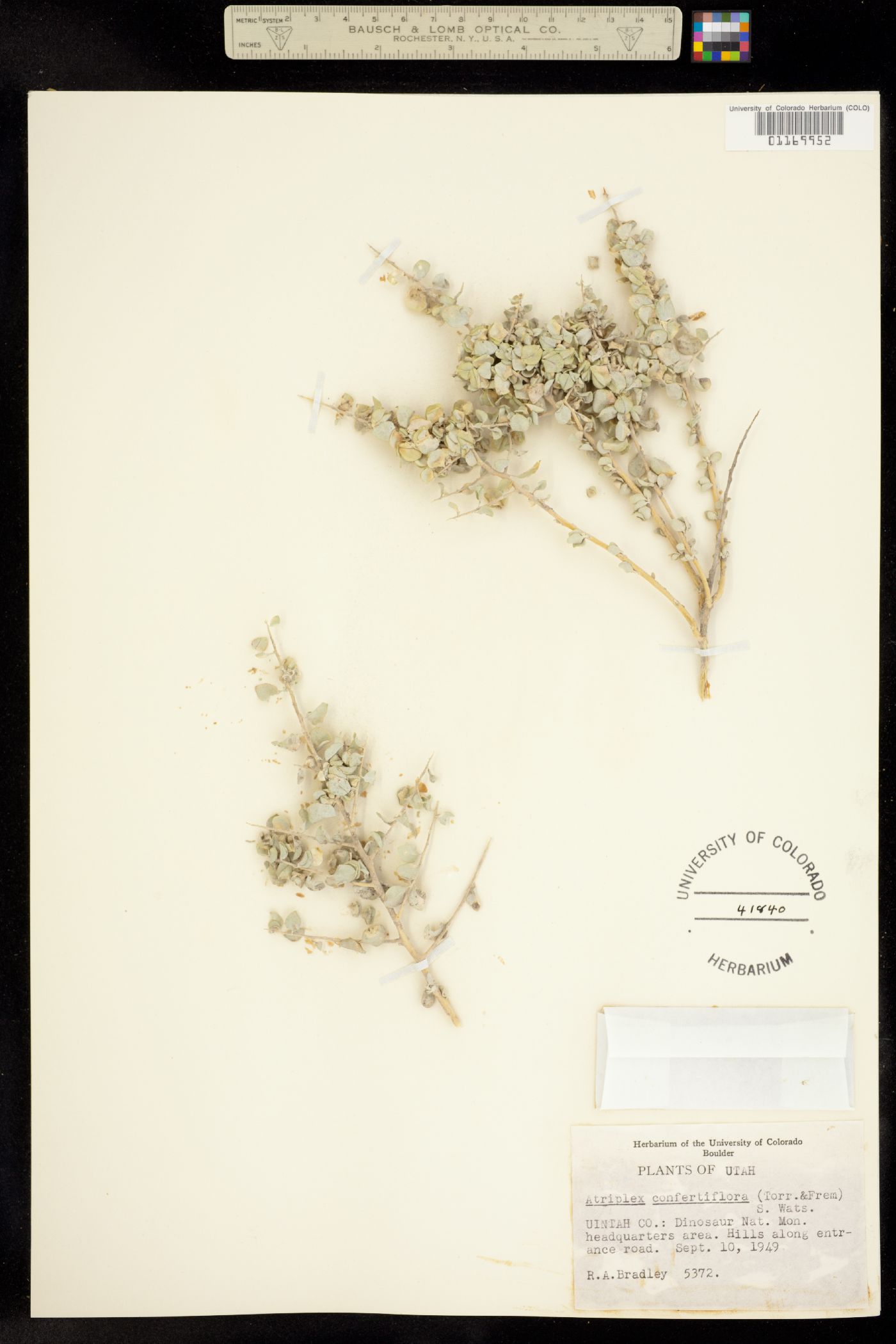 Atriplex confertifolia image