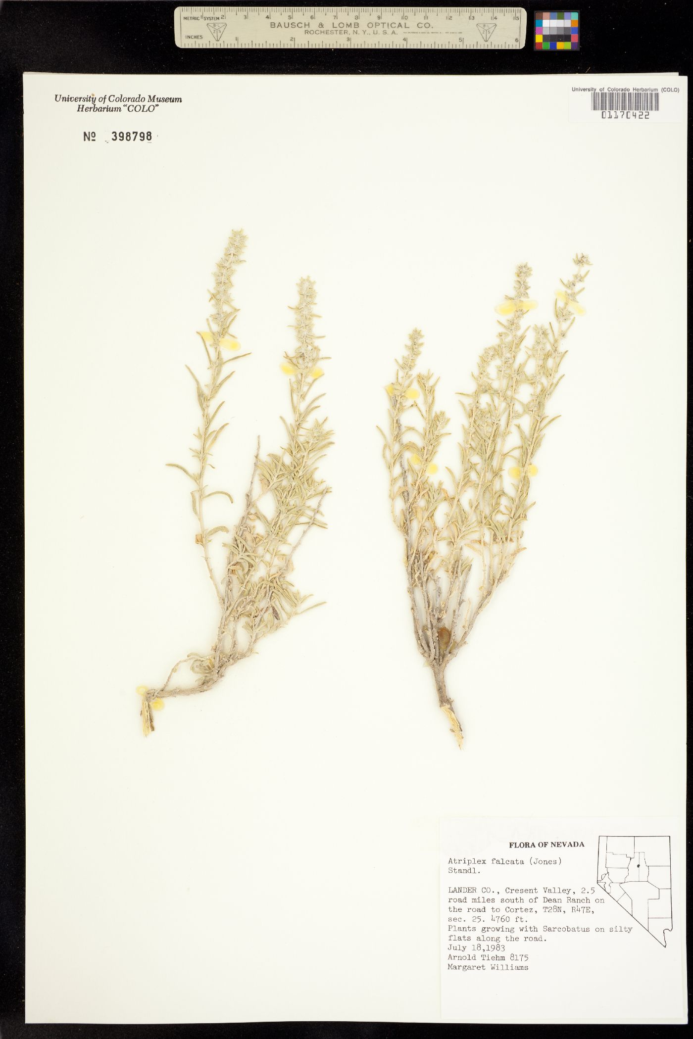 Atriplex gardneri image